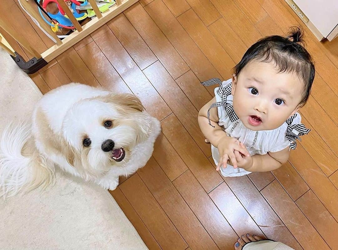 宮原幸恵さんのインスタグラム写真 - (宮原幸恵Instagram)「🐶👶🏻🩵  ボーロを持つとこの景色が見える🍪笑  ふたりとも同じおやつ食べてるの 可愛過ぎるな😂💕  先日パパがふたりの体重を測ったら 寸分の狂いもなく同じだった😳 （８キロくらい）  おぉーっ👏  これからはモチモチが あんちゃんを追い越していくのか🥹  今しかないこの時期が 毎日愛おしくてたまらない。  ふたりとも宝物！ だーいすき☺️🫶❤️  #モフモフとモチモチ」9月25日 16時19分 - yu.ki.0117