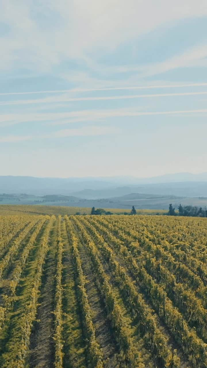 アクアディパルマのインスタグラム：「Embark on a luminous journey with Acqua di Parma meets Tenuta Luce. A collaboration forged in the heart of sun-kissed terrains, where tradition meets expert craftsmanship.  #acquadiparma #italianlifestyle #theessenceofitalianlife」