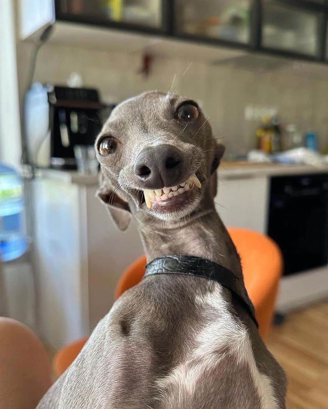 Earth Picsのインスタグラム：「@blueluna.iggy the Italian 🤌🏼Greyhound loves to take photos」