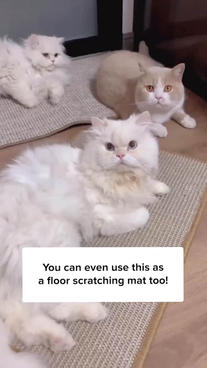 Cute Pets Dogs Catsのインスタグラム：「From the bare wall, to the bare floor, to even the side of your sofa, the Scratcher Mat can be attached anywhere with no issues! Link in bio!  #catsofinstagram #catlover #catlovers」