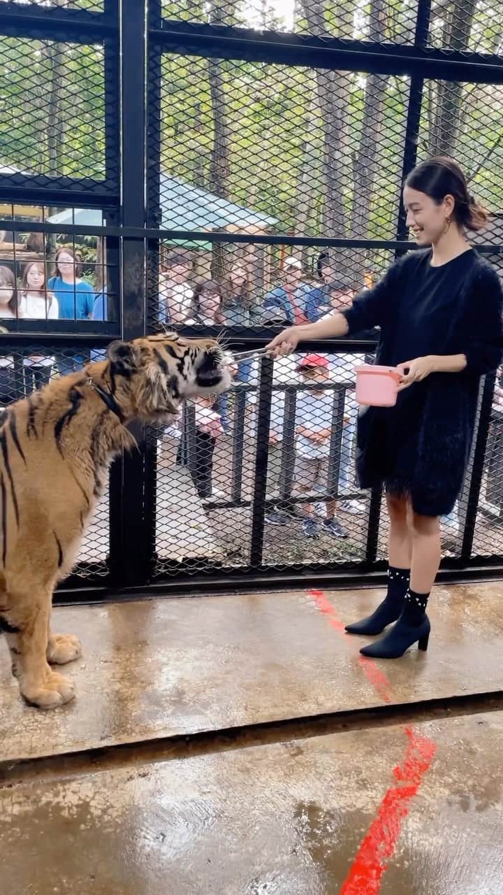 のインスタグラム：「🐯🐯🐯 日本一危険な動物園って呼ばれてる #ノースサファリサッポロ へ✈️  柵の中に入って虎にエサあげてきました🤩✌︎  怖いかと思いきや、、、可愛すぎた♡ このトラはお利口さんでお座りもお手もできるんだって！！  エサやりは数量限定だから 受付時間になったらすぐ行ってね⚠️」