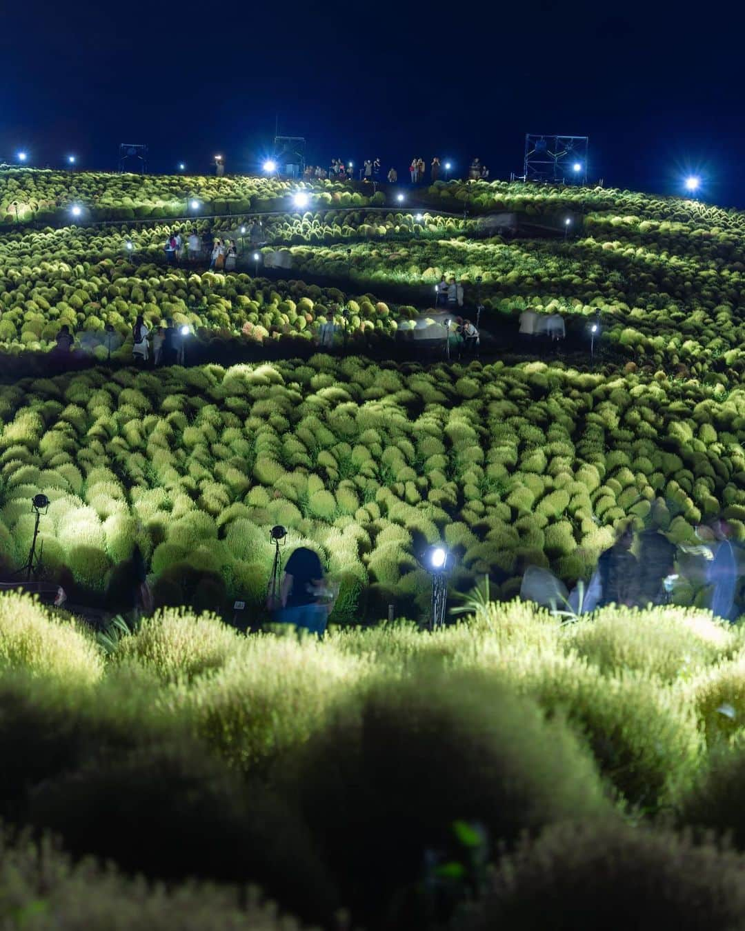 詩歩のインスタグラム：「4年ぶりに開催中の #コキアライトアップ へ！The Kochia Light-Up Event is being held for the first time in four years.  春の #ネモフィラ だけでなく #コキア も有名な茨城県のひたち海浜公園。 今年からアンバサダーを務めていてこれまで何度も来ているのですが、じつはコキアのライトアップを見るのは今回がはじめて✨  緑色から赤色に向かう途中のもふもふコキアがライトアップされる週末限定のイベント。今年のテーマは「鼓動」ということで、音楽に合わせて色鮮やかに染まるコキアが昼間見る光景とはがらりと変わって、とってもキレイでした🌿  9/8〜開催中で、残る開催日は今週末9/29-10/1の3日間。春や秋と比べると混雑も少なかったです。くわしくは @hitachikaihin をご覧ください✨  #HitachiNationalPark in #Ibaraki Prefecture is famous not only for #Nemophila in spring but also for #Kochia . I have been to the park many times before, and this year I started being an ambassador, but this was the first time for me to see the kochia light-up event. This is a weekend-only event where the fluffy kochia are lit up in the transition from green to red. This year's theme is " Heartbeat," and the colorful kochia lights were a beautiful change from what we see during the daytime, as they were lit up to music! The event has been held since September 8, and the remaining three days are from September 29 to October 1. For more information, please visit @hitachikaihin .  🇯🇵 #shiho_ibaraki  📷 22nd Sep 2023 📍茨城県 国営ひたち海浜公園 / Hitachi national park, Ibaraki JAPAN  ©︎Shiho/詩歩」