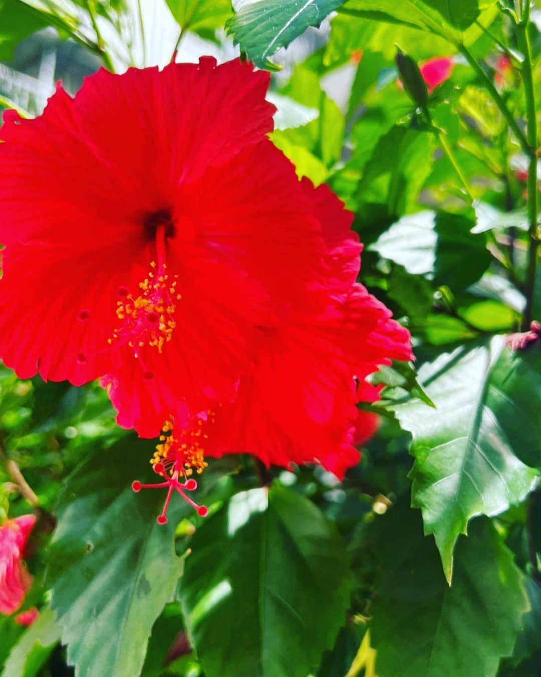 加藤ミリヤさんのインスタグラム写真 - (加藤ミリヤInstagram)「石垣島🌺 マネージャーちゃんと沢山泳いだ今年最後の夏の思い出🩵  #石垣島」9月25日 18時56分 - miliyahtokyo