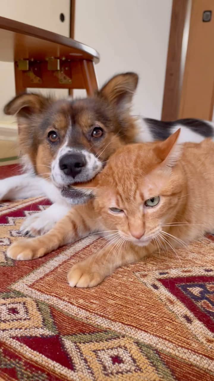naomiのインスタグラム：「アグはターが大好き過ぎてこうなる🐕 それをターも分かってるから好きにさせてる🐈 嫌な時は「ヤメテ！」ってしてるし、 アグもすぐお腹見せて「ごめんね！」ってしてる。 なんだか良い関係だと思う🫰🏻  #元野良猫 #元保護犬 #犬と猫のいる暮らし  #ターとアグ」