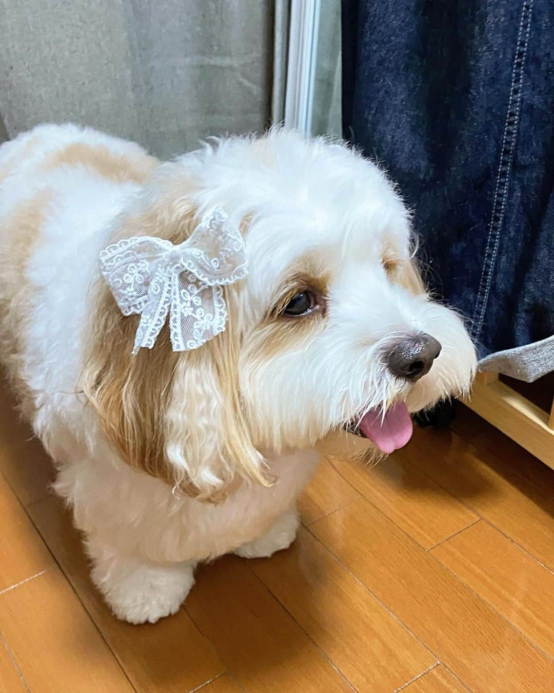 あんちゃんさんのインスタグラム写真 - (あんちゃんInstagram)「ラブリーあんちゃん🐶🎀  モチモチがもうすぐ一歳なので 明日は家族で記念撮影👶🏻🎂  もちろんあんちゃんとの ツーショットもまた撮りますよ🤭  モチモチのドレスに合わせて買った 髪飾りのリボン🎀  ちょっとした好奇心で あんちゃんにつけてみたら…  まぁ〜〜〜 可愛いっっっっ😍❤️笑  あんちゃん女の子みたいで ラブリーになりました🤣🫶  あんちゃんは本当 何しても可愛いなぁ❤️  明日の撮影たのしみーっ😚🎶  #キャバションあんちゃん  #あんちゃん　#ぬいぐるみ犬 #スヌーピー  #スヌーピー犬 #キャバション　#キャバビション　 #キャバリア #キャバリアキングチャールズスパニエル #ビションフリーゼ　 #犬  #いぬすたぐらむ #犬のいる暮らし  #わんこなしでは生きていけません会 #いぬのきもち  #犬好きな人と繋がりたい #短足部　#比熊犬 #doglove #cavachon #inustagram #puppy  #snoopy #andy #멍스타그램 #개스타그램　#댕스마스」9月25日 19時20分 - anchan_0115_andy