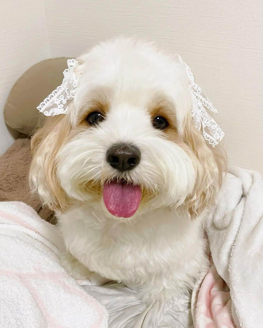 あんちゃんのインスタグラム：「ラブリーあんちゃん🐶🎀  モチモチがもうすぐ一歳なので 明日は家族で記念撮影👶🏻🎂  もちろんあんちゃんとの ツーショットもまた撮りますよ🤭  モチモチのドレスに合わせて買った 髪飾りのリボン🎀  ちょっとした好奇心で あんちゃんにつけてみたら…  まぁ〜〜〜 可愛いっっっっ😍❤️笑  あんちゃん女の子みたいで ラブリーになりました🤣🫶  あんちゃんは本当 何しても可愛いなぁ❤️  明日の撮影たのしみーっ😚🎶  #キャバションあんちゃん  #あんちゃん　#ぬいぐるみ犬 #スヌーピー  #スヌーピー犬 #キャバション　#キャバビション　 #キャバリア #キャバリアキングチャールズスパニエル #ビションフリーゼ　 #犬  #いぬすたぐらむ #犬のいる暮らし  #わんこなしでは生きていけません会 #いぬのきもち  #犬好きな人と繋がりたい #短足部　#比熊犬 #doglove #cavachon #inustagram #puppy  #snoopy #andy #멍스타그램 #개스타그램　#댕스마스」