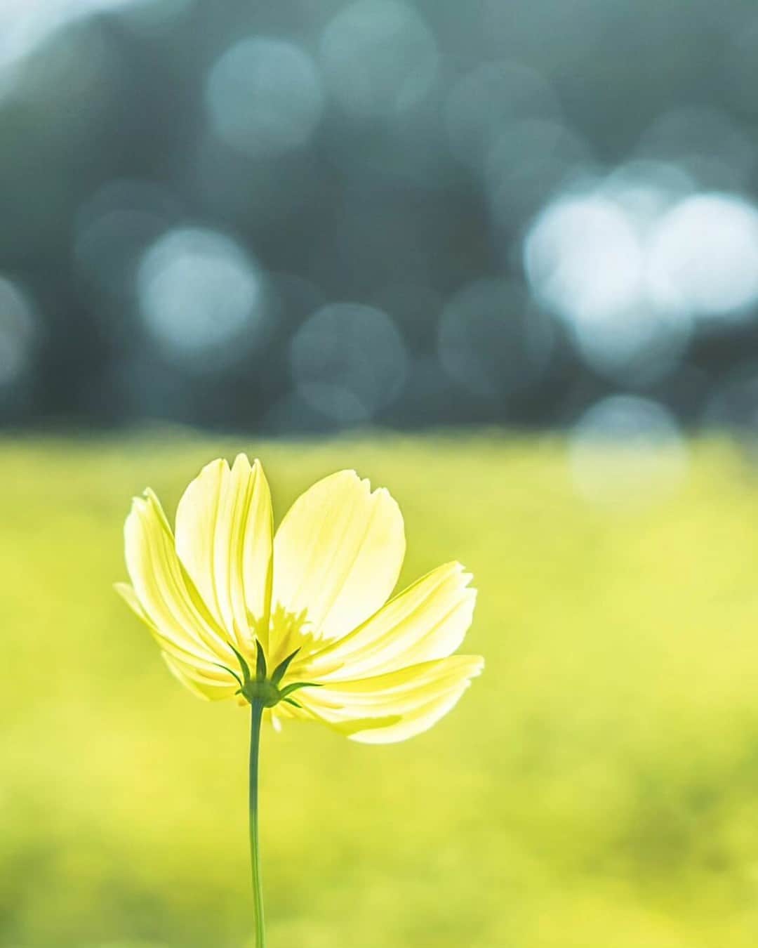 花の写真館のインスタグラム：「Photo by ryu.ga.87. https://instagram.com/ryu.ga.87/ . Original Post[投稿いただいたURL] https://www.instagram.com/p/CwyUXapyXQZ/ . 本アカウントは、 #私の花の写真 をつけてInstagramに投稿された皆さまの花の写真や、「花の写真館」Facebookページで投稿された花の写真を紹介します。 「花の写真館」Facebookページは、「 @floral.photograph 」のプロフィールにあるURLからご覧ください。 . ※各種法令、マナー、関係者の指示に従った撮影をお願いします。 *Please ensure that your photography adheres to all relevant laws, etiquette, and instructions issued by authorized persons. ※本アカウントは東京カメラ部がFacebook、Instagramのサービスを利用して運営しているもので、Meta社・Instagramとは一切関係ありません。 . #花の写真館 #floralphotograph #floralphoto #flower #flowers Follow: @floral.photograph」