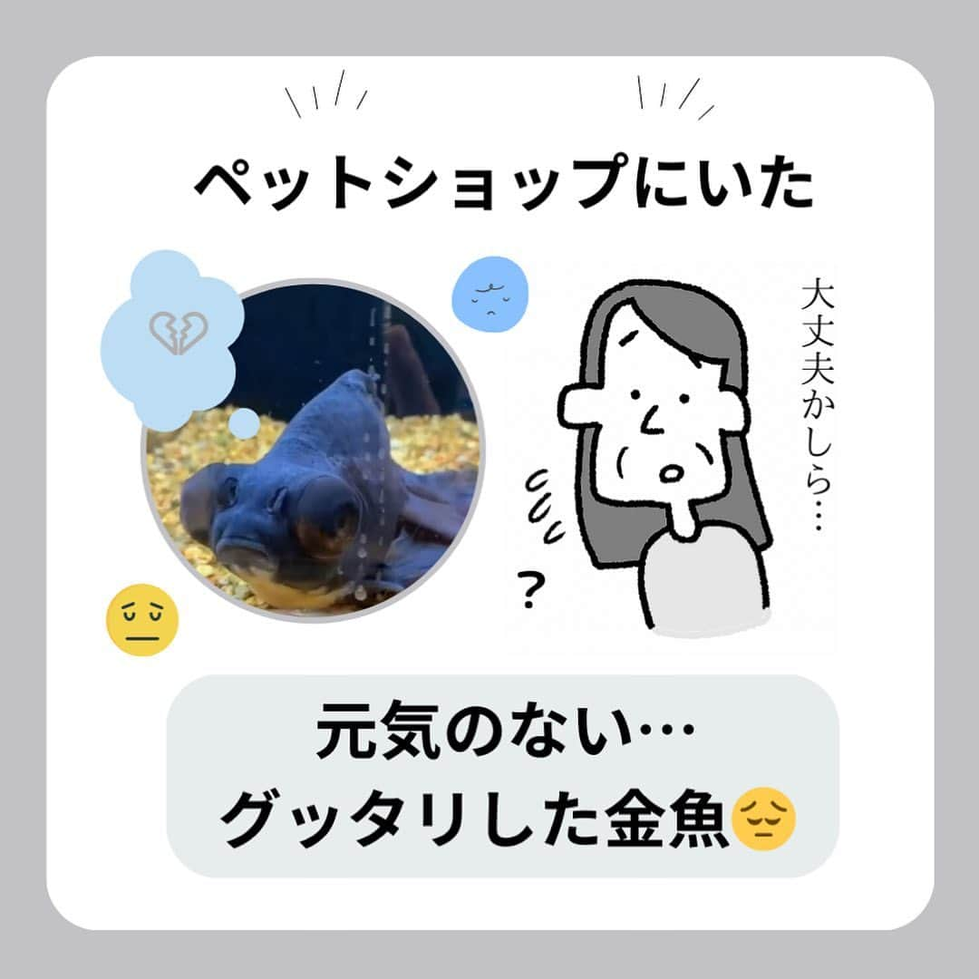 中山少年のインスタグラム：「【元気のなかった金魚】 ． ． ペットショップでの「金魚が幸せになれた一件」に心掴まれてリニューアル漫画にしてみました！😊🙆‍♂️✨ ． （体の変色は、エサの成分による可能性も考えられるみたいですよ😊） ． みなさんも日常生活で『嬉しい出来事や発見』があったら、ぜひ教えて下さいな💡✉️（お便り全て見させて頂いてます🙏🌻） ． ． ． ． #漫画  #金魚 #ペット #生き物 #幸せ #ありがとう #嬉しい #優しい  #fff #日常 #ff #like4likes  #奇跡 #tagsforlikes  #followｍe  #フォロー  #follow #ilker  #癒し #ほっこり  #instagood #中山少年 🦔📖」