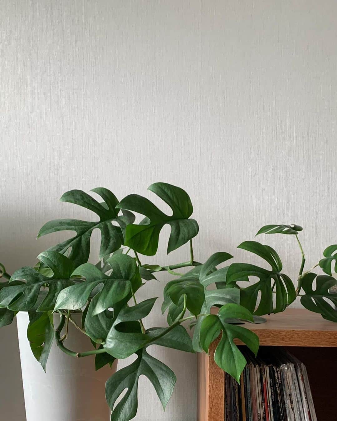 Shiho Sasakiさんのインスタグラム写真 - (Shiho SasakiInstagram)「最近のお家事情🏠  1.2 半年前に発注したakariがやっっと届いてさっそく🏮21Aです。#イサムノグチ 3. @youyokoo から譲ってもらったヒメモンステラ。ぐいぐい成長中🌱 4. @louispoulsen の”Doo wop“ ダークグレーの塗装が部屋に合いそうだなぁと思い、お迎え💡 5.ベッドにてまるで人間のように寝る🐶 6.kiaris vintageで買ったお気に入りのフラワーベース💐  #お家事情 #インテリア #homesweethome」9月25日 19時53分 - shihomurata0718