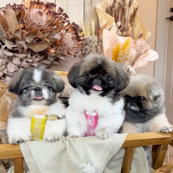 のインスタグラム：「可愛いお友達に会ってきました🐶💞 可愛いの渋滞です😍❤️ チャーちゃんは、治療が安定しているようでとっても嬉しいです☺️✨ うめまつちゃんは、初めまして✨とても可愛いコンビ🐶🐶 楽しいひと時を、ありがとうございました😍  #楽しい時間  #お友達とランチ  #friends  #kawaii」