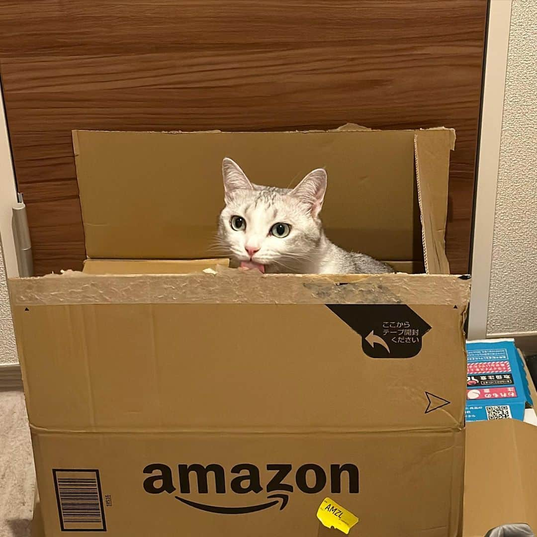 つるちゃんさんのインスタグラム写真 - (つるちゃんInstagram)「ニャマゾン🐈📦 空いてる段ボールあったら絶対中に入るのなんで？😂 .  #つるちゃん #保護猫 #猫 #ねこ #にゃんこ #にゃんすたぐらむ #ねこのいる生活 #cat #neko #instacat #catstagram #instagramcats #catsofinstagram #meowed #weeklyfluff #instacat #catsconnect」9月25日 20時12分 - tsuru.nyan