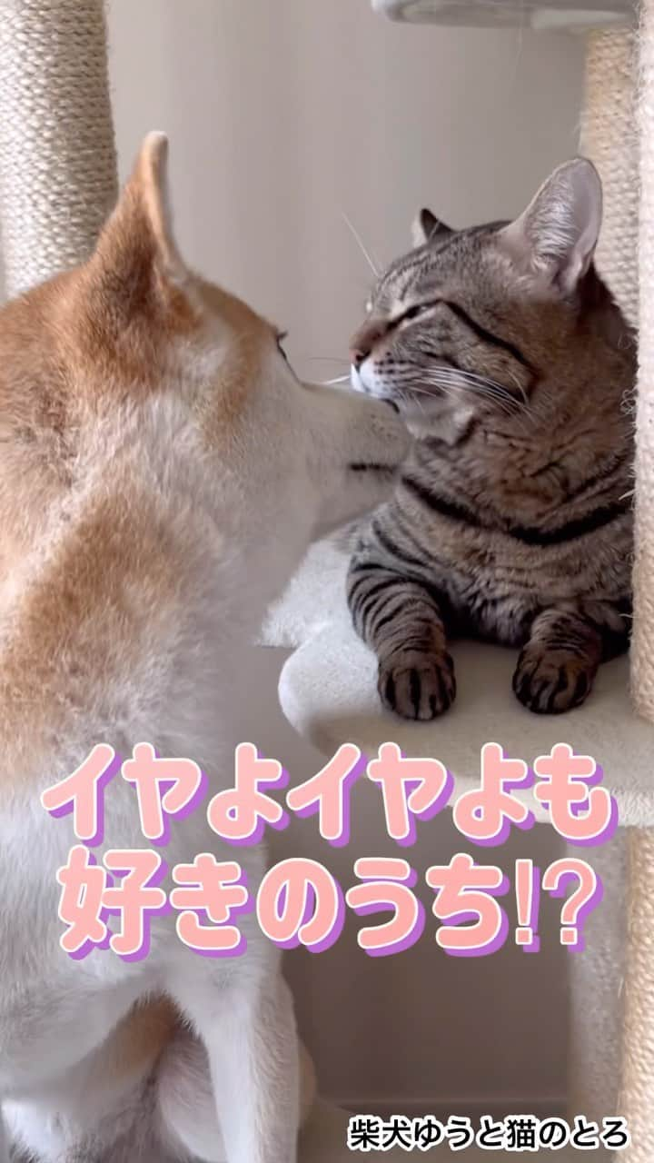 ゆうとろ（柴犬ゆうと猫のとろ）のインスタグラム