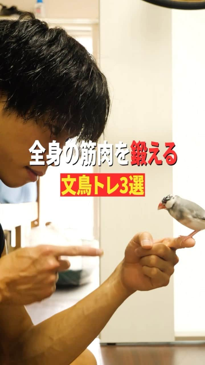 梶原颯のインスタグラム：「鳥を鍛える💪🐤 文鳥トレーニング3選💪🐤  literary bird workouts 3 selections💪🐤🔥  #文鳥　#literarybird #pettraining #petworkout #筋トレ　#鳥トレ　#腹筋　#abs #空を飛ぶ　#鳥ちゃん」