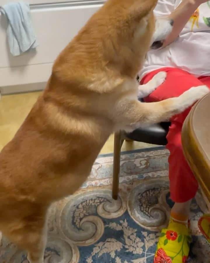 shibainu berryのインスタグラム