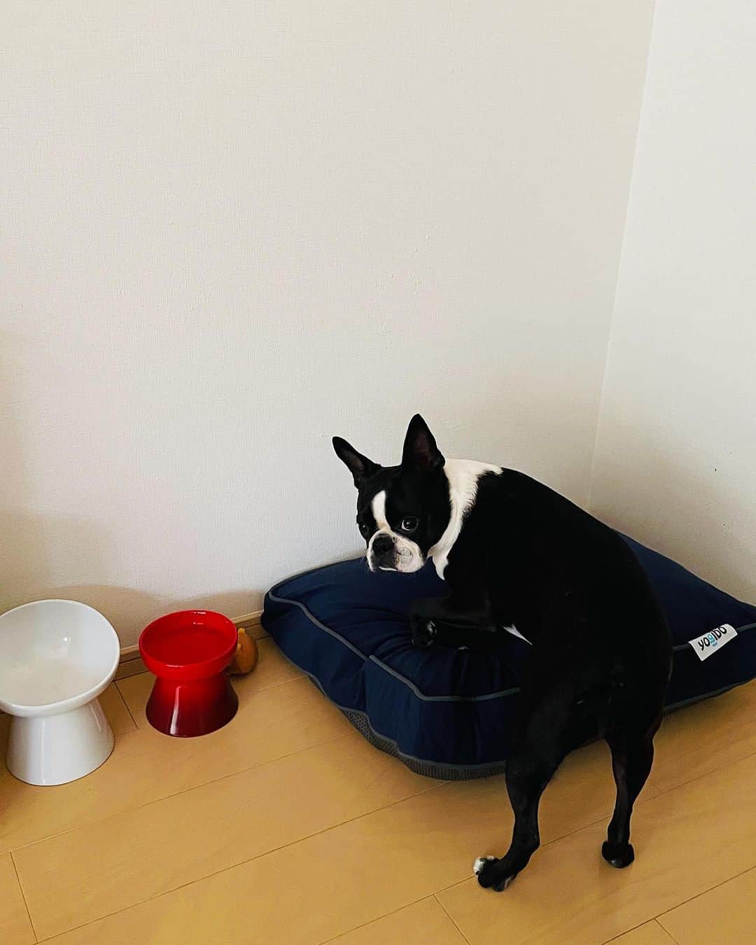 奥菜恵さんのインスタグラム写真 - (奥菜恵Instagram)「パパのお誕生日にお友達から新しいベッドとお食事セット貰ったよ🐶  #ボストンテリア #犬」9月25日 20時33分 - megumi_okina