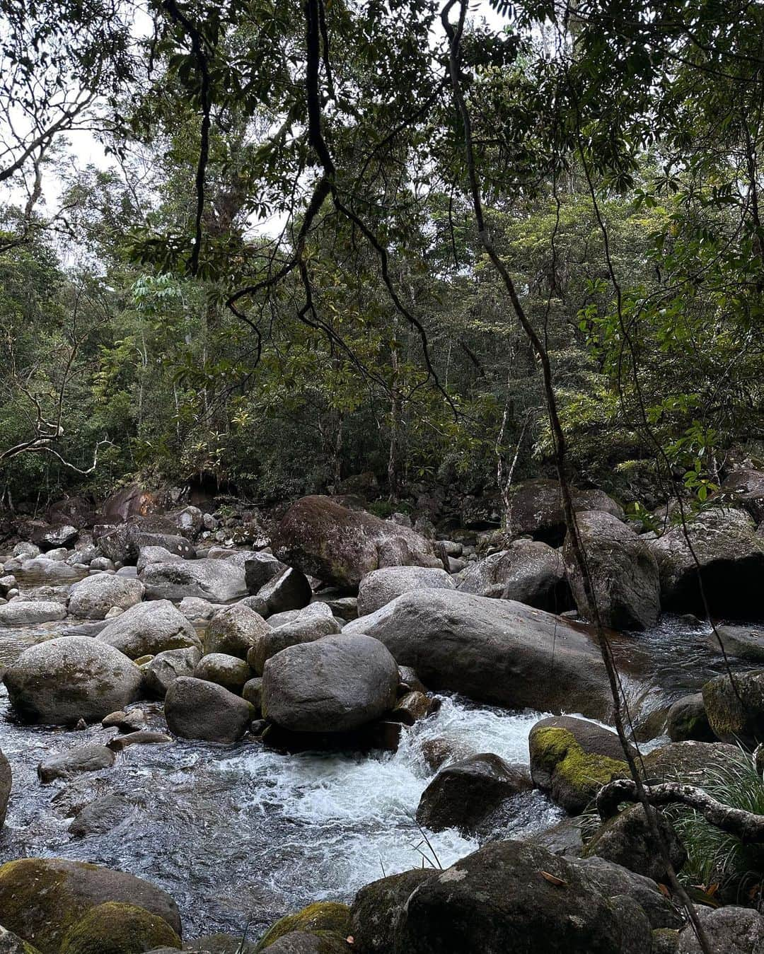 水越愛華さんのインスタグラム写真 - (水越愛華Instagram)「📍Mossman Gorge  World Heritage-listed tropical rainforest. 🌴  #cairns #australia  #mossmangorge  #ケアンズ #モスマン渓谷」9月25日 20時31分 - iamemika21