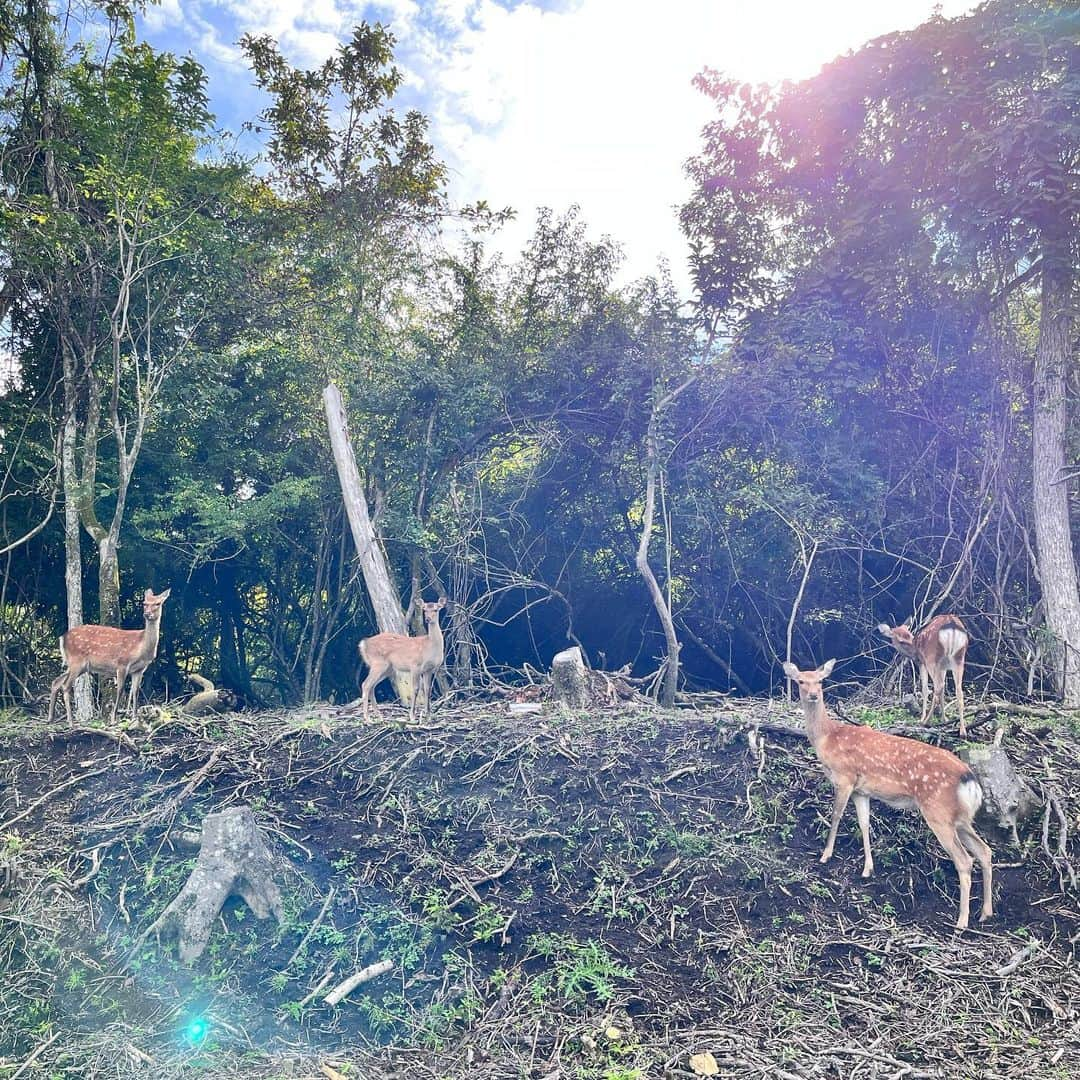 大寺かおりさんのインスタグラム写真 - (大寺かおりInstagram)「山中湖の思い出🦌🦢 朝夕のお散歩が気持ち良かった☺️ あちこちに動物がたくさんいて 毎日シカや白鳥、鯉、カモなどに会えました✨ . お散歩中にリスも何度か見かけましたが 息子はアリに夢中でした🐜 . 動物にも深々とお辞儀する系男子に 育っています👦 . #山中湖 #富士山 #photo #鹿は車窓から見ました #男の子ママ #1y8m #手に持ってるのは山手線」9月25日 20時35分 - kaori_ootera