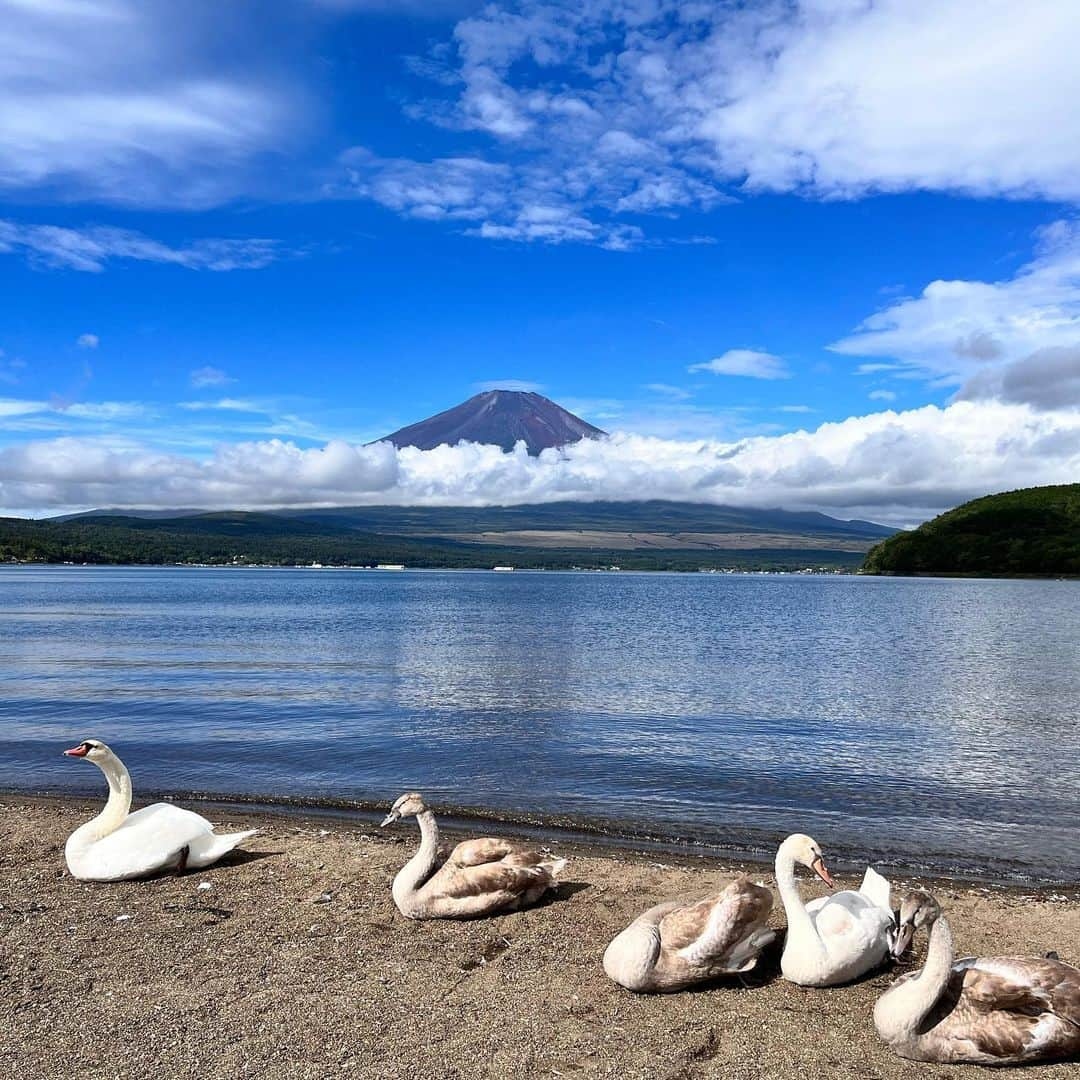 大寺かおりさんのインスタグラム写真 - (大寺かおりInstagram)「山中湖の思い出🦌🦢 朝夕のお散歩が気持ち良かった☺️ あちこちに動物がたくさんいて 毎日シカや白鳥、鯉、カモなどに会えました✨ . お散歩中にリスも何度か見かけましたが 息子はアリに夢中でした🐜 . 動物にも深々とお辞儀する系男子に 育っています👦 . #山中湖 #富士山 #photo #鹿は車窓から見ました #男の子ママ #1y8m #手に持ってるのは山手線」9月25日 20時35分 - kaori_ootera