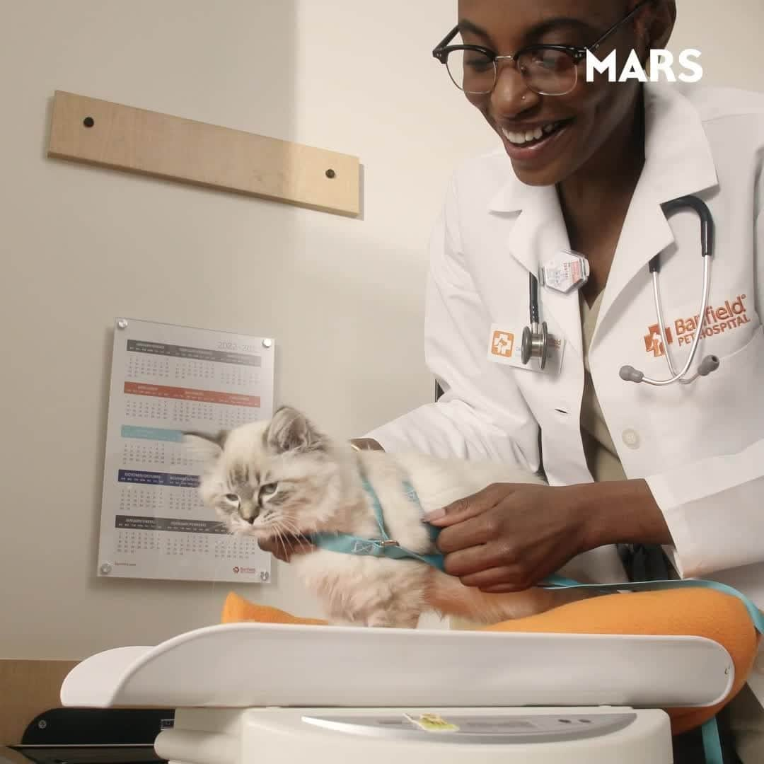 Marsのインスタグラム：「Our commitment stretches beyond the wellness of your pets. We're gradually transitioning to renewable electricity sources in our veterinary clinics. Our aim? Delivering top-tier care for your pets, while thinking about our impact on climate.   Watch our steadfast journey towards a net zero future by 2050. See our Link in Bio.」