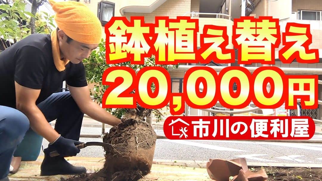 桑田ます似のインスタグラム：「【鉢植え替え２万円】ブーゲンビリア🌷ドラセナ🌲 https://youtu.be/IWTVeSc7iwg  剪定、土替え、根切り作業ダイジェスト😃 出張エリア：江東、市川、船橋、鎌ケ谷、松戸墨田、江戸川、葛飾、千代田、中央、台東、港区」