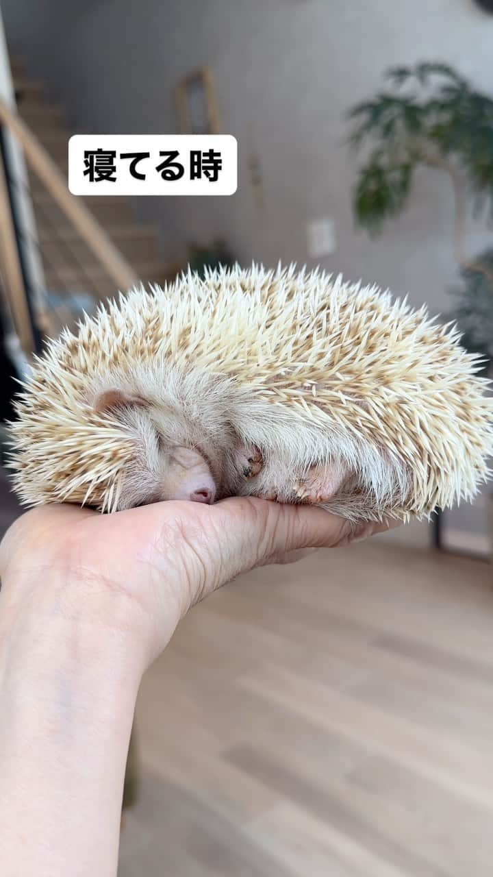 ラド&ティンクのインスタグラム：「Sleeping and waking on the owner's hand  model ： Mia  寝てる時も可愛いけど 起きてる時も可愛い😍  #はりねずみのミア #はりねずみ #ハリネズミ #針鼠 #igersjp #pecotv #hedgehog #hedgie」