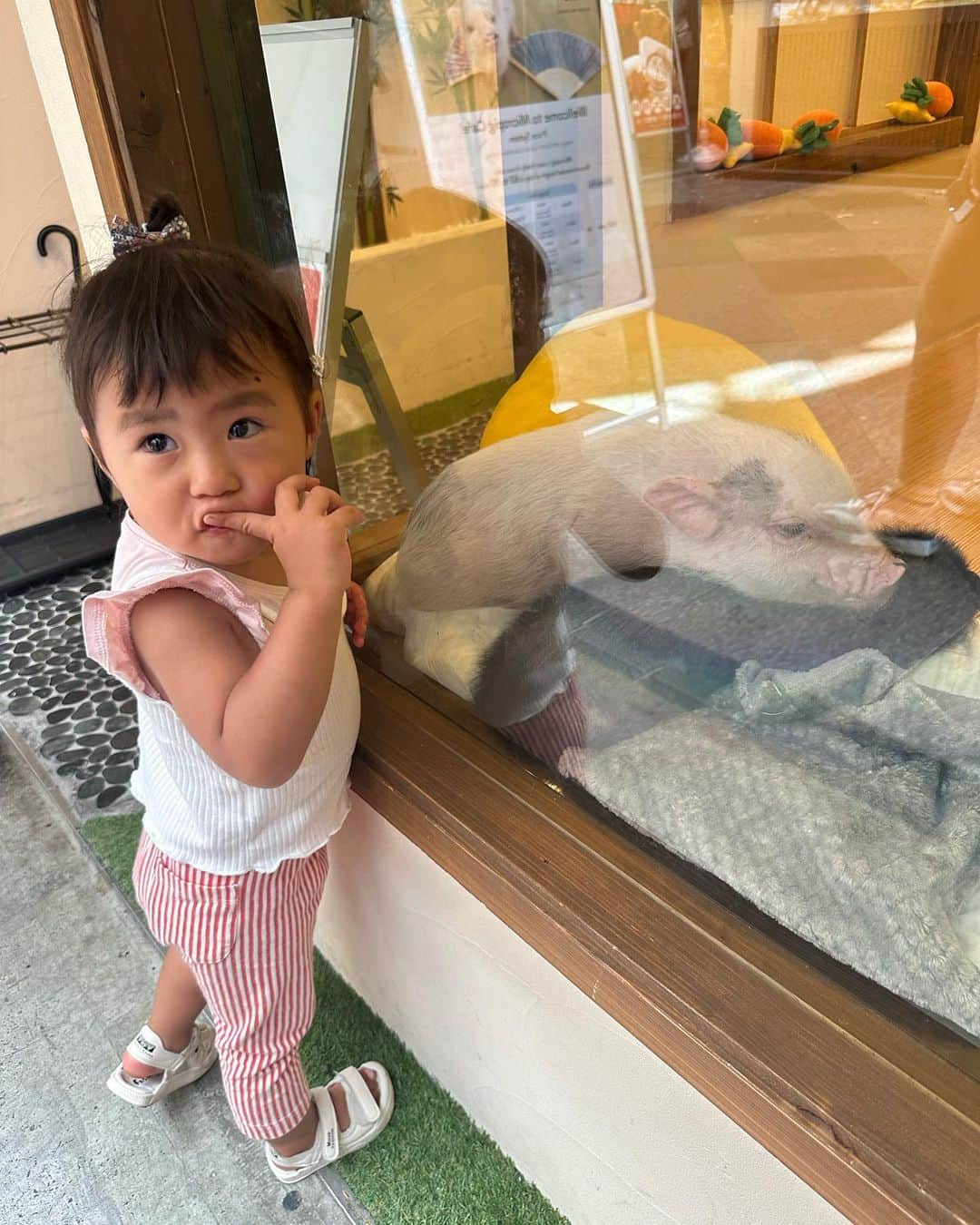 AYAさんのインスタグラム写真 - (AYAInstagram)「_ 誰も教えてないのにめっちゃ ✌🏽の仕方がギャルな1歳児  この日は🍞いっぱい買って朝活 ハードパン🥖も自分で噛みちぎって 食べられるようになったなぁ🤭 でもやっぱり一番大好きなのは クロワッサン🥐です  音楽が聞こえるといつもノリノリな Movieはストーリーで めっちゃ好評やったので投稿にも❤️‍🔥 食べてる時やから立ったりしいひんけど 家の中とか動いて良い場所やったら 踊ったりするお調子者です💃  保育園の体操もすぐ覚えて 全部やるから感心する 子どもの力ってほんますごいな〜  #詩珠diary」9月25日 21時27分 - a.y.hana_12o6