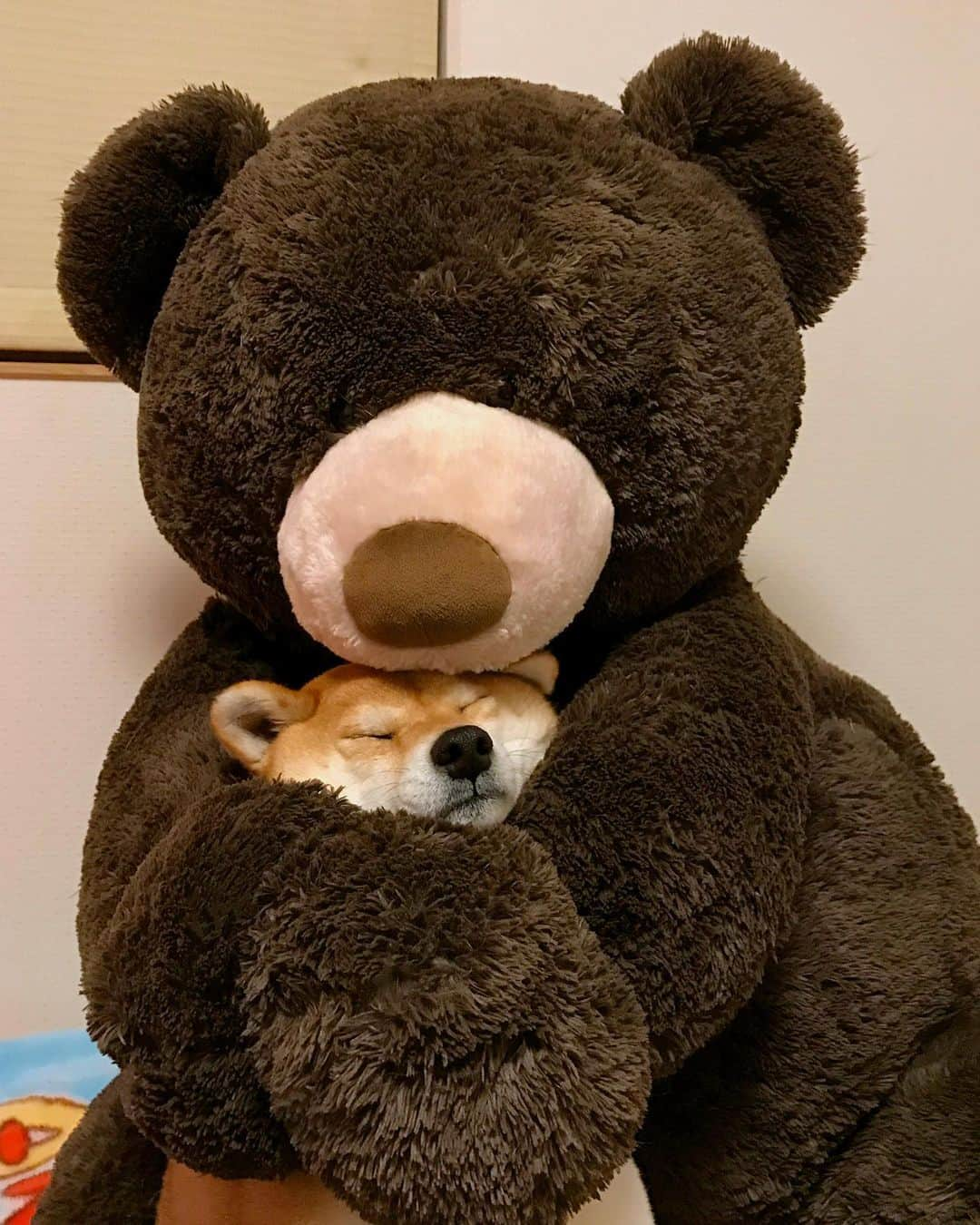 マロたんさんのインスタグラム写真 - (マロたんInstagram)「🐻l love you. 🐕 Don't be so needy. ねーむーたーい(飼い主) #shiba # shibainu #costco #teddybear #柴犬」9月25日 21時32分 - minapple