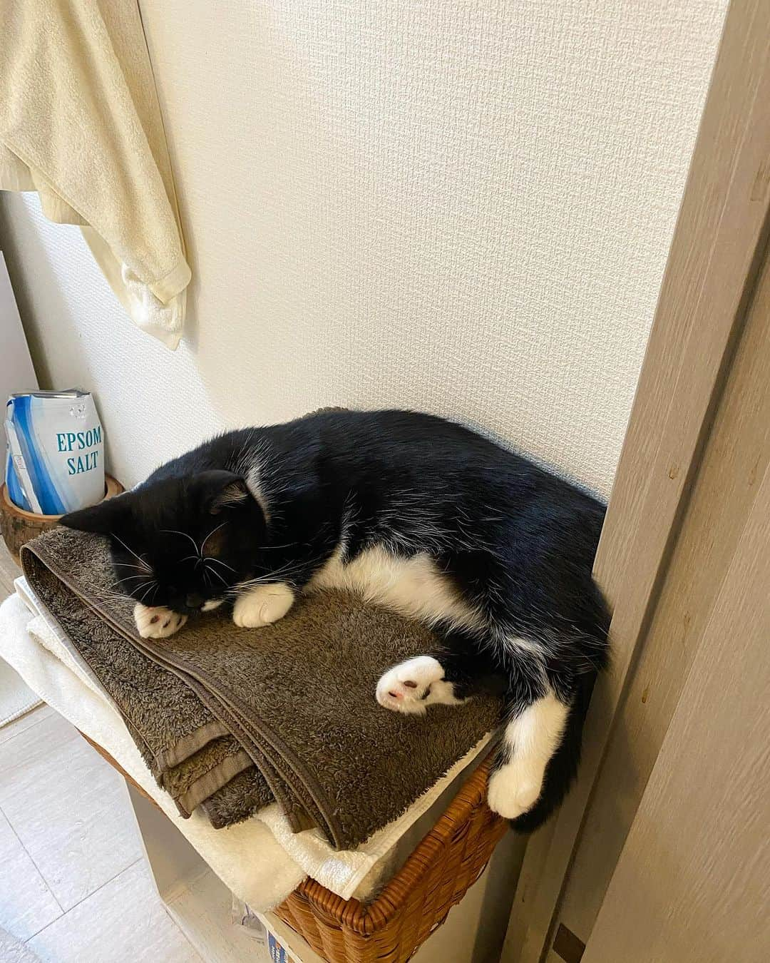 大宮エリーのインスタグラム：「だんごのおきにいりぷれいす  #だんご #猫 #猫のいる暮らし  #猫好きさんと繋がりたい #cat #catsofinstagram  #catlover」