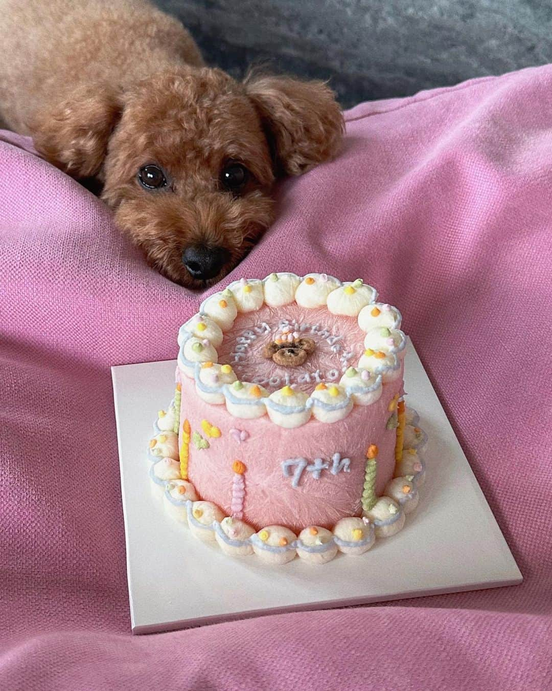 岩渕加恵のインスタグラム：「🩵すーぱーらぶ🩵 今日はポテトの7歳の誕生日🎂🌼 心からおめでとう！🐶 そして、毎日ありがとう🫶🏻🫶🏻🫶🏻  今年も元気いっぱい走り回ろうね〜🐾🌈  #おめでとう♡ #ケーキもめっちゃ可愛い♡ #男の子だけどピンク♡ #大好きっ♡」