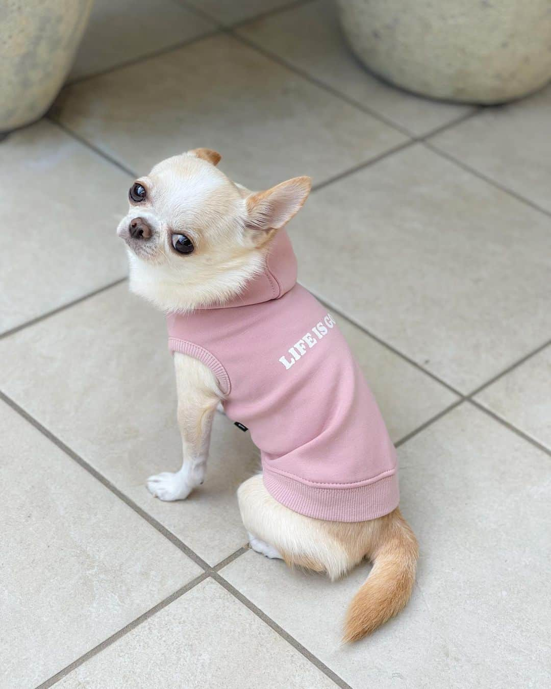 iDog&iCatさんのインスタグラム写真 - (iDog&iCatInstagram)「I tried on my new clothes. It's very comfortable to wear.🐶💗  クリムが着用してる新作のお洋服は どちらも今すぐ着せたいタンクとパーカーが2枚セットの福袋🛍️可愛いオリジナル巾着付きです❣️  iDogさんがこだわり抜いた商品の自慢の福袋✨  実際に手に取って分かる素材感の良さ✨ どちらも伸縮性がすごくあって、薄手なのに裏起毛素材で暖かい✨ 今からすぐ着れる新作が2枚も入って2,178円（税込）はお得すぎます😍  ぜひチェックしてみてください💓  🏷️ 福袋 スタンダードパック2枚入り オリジナル巾着付き （クリムはサーモンボーダーセット XSサイズ）  @idogicat  #idogicat#idog公式アンバサダー#chihuahua#chihuahuas#chihuahualove#chihuahualife#chihuahuastagram#chihuahuasofinstagram#chihuahualover#chihuahuaworld#chihuahuafanatics#pet#instagram#weeklyfluff#dog#dogs#dogstagram#dogsofinstagram#cutepetclub#funnydogs#chihuahuadog#チワワ#チワワ部#ちわすたぐらむ#スムチー#スムースチワワ#치와와#吉娃娃#愛犬」9月25日 22時13分 - idogicat