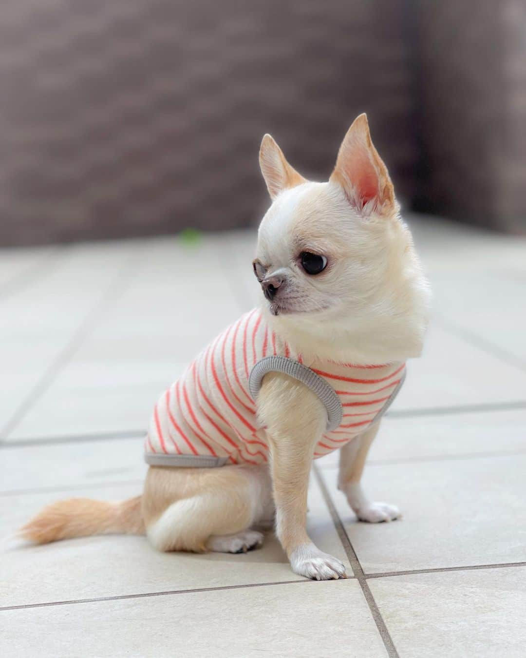 iDog&iCatさんのインスタグラム写真 - (iDog&iCatInstagram)「I tried on my new clothes. It's very comfortable to wear.🐶💗  クリムが着用してる新作のお洋服は どちらも今すぐ着せたいタンクとパーカーが2枚セットの福袋🛍️可愛いオリジナル巾着付きです❣️  iDogさんがこだわり抜いた商品の自慢の福袋✨  実際に手に取って分かる素材感の良さ✨ どちらも伸縮性がすごくあって、薄手なのに裏起毛素材で暖かい✨ 今からすぐ着れる新作が2枚も入って2,178円（税込）はお得すぎます😍  ぜひチェックしてみてください💓  🏷️ 福袋 スタンダードパック2枚入り オリジナル巾着付き （クリムはサーモンボーダーセット XSサイズ）  @idogicat  #idogicat#idog公式アンバサダー#chihuahua#chihuahuas#chihuahualove#chihuahualife#chihuahuastagram#chihuahuasofinstagram#chihuahualover#chihuahuaworld#chihuahuafanatics#pet#instagram#weeklyfluff#dog#dogs#dogstagram#dogsofinstagram#cutepetclub#funnydogs#chihuahuadog#チワワ#チワワ部#ちわすたぐらむ#スムチー#スムースチワワ#치와와#吉娃娃#愛犬」9月25日 22時13分 - idogicat