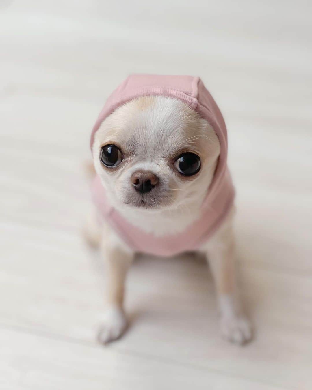 iDog&iCatさんのインスタグラム写真 - (iDog&iCatInstagram)「I tried on my new clothes. It's very comfortable to wear.🐶💗  クリムが着用してる新作のお洋服は どちらも今すぐ着せたいタンクとパーカーが2枚セットの福袋🛍️可愛いオリジナル巾着付きです❣️  iDogさんがこだわり抜いた商品の自慢の福袋✨  実際に手に取って分かる素材感の良さ✨ どちらも伸縮性がすごくあって、薄手なのに裏起毛素材で暖かい✨ 今からすぐ着れる新作が2枚も入って2,178円（税込）はお得すぎます😍  ぜひチェックしてみてください💓  🏷️ 福袋 スタンダードパック2枚入り オリジナル巾着付き （クリムはサーモンボーダーセット XSサイズ）  @idogicat  #idogicat#idog公式アンバサダー#chihuahua#chihuahuas#chihuahualove#chihuahualife#chihuahuastagram#chihuahuasofinstagram#chihuahualover#chihuahuaworld#chihuahuafanatics#pet#instagram#weeklyfluff#dog#dogs#dogstagram#dogsofinstagram#cutepetclub#funnydogs#chihuahuadog#チワワ#チワワ部#ちわすたぐらむ#スムチー#スムースチワワ#치와와#吉娃娃#愛犬」9月25日 22時13分 - idogicat