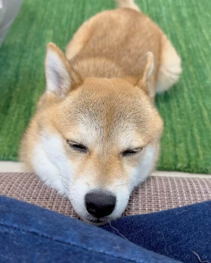 のインスタグラム：「. . 今日も1日お疲れ様でした🍀♡  顎乗せしながら寝ちゃう福😴、、 ふたりのニコニコ笑顔に癒されるな〜☺️  富は近所のお友達🐶に会えて嬉しくて テンション上がりすぎてた😂  以上、昨日と今日の可愛いふくとむでした😆💕  . .  #mylove #doglover  #dogstagram #dogs  #shiba #shibainu #shibalove #shibadog  #shibagram #shibamania #shibalife  #shiba_snap #柴犬 #豆柴 #多頭飼い #犬のいる暮らし #犬のいる生活  #doglover #dogstagram #shibaaaaainu #barked #9gag  #thedailyshibainu #시바견　#시바이누 #小狗  @shiba_snap @barked @everydoglover @9gag」