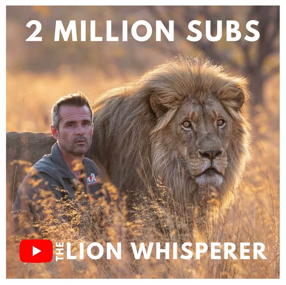 Kevin Richardson LionWhisperer のインスタグラム：「Our YouTube channel The Lion Whisperer TV has hit 2 MILLION SUBSCRIBERS! Not only that, our latest Short has generated 60 MILLION VIEWS in a week.  We’d call that a ROARING success, wouldn’t you? 🦁🚀  A big shout out to the team for smashing it out of the park.   If you’ve not seen the channel search ‘Lion Whisperer TV’ on YouTube. We produce weekly videos bringing you stories, news and updates from the sanctuary in South Africa.   #SaveOurLions #LionWhisperer #ContentWithSpirit」