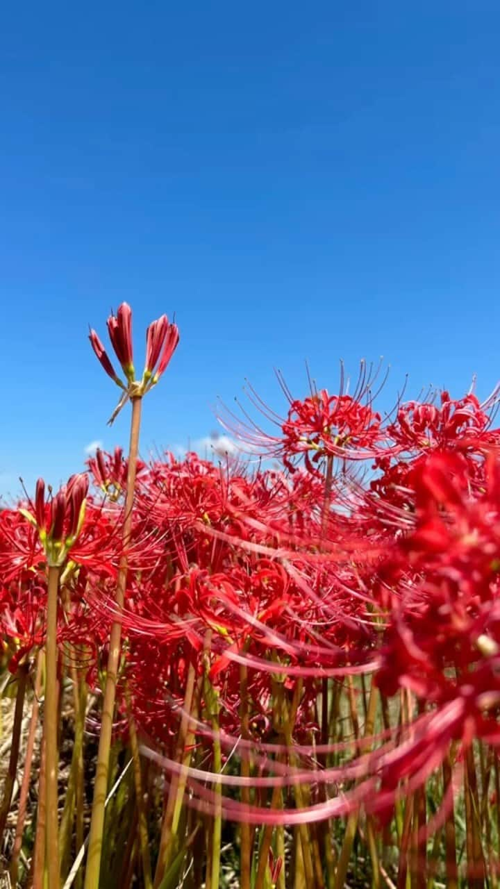 yukaのインスタグラム：「矢勝川の彼岸花群 終わりのような始まりのような。 圧巻の彼岸花でした。」