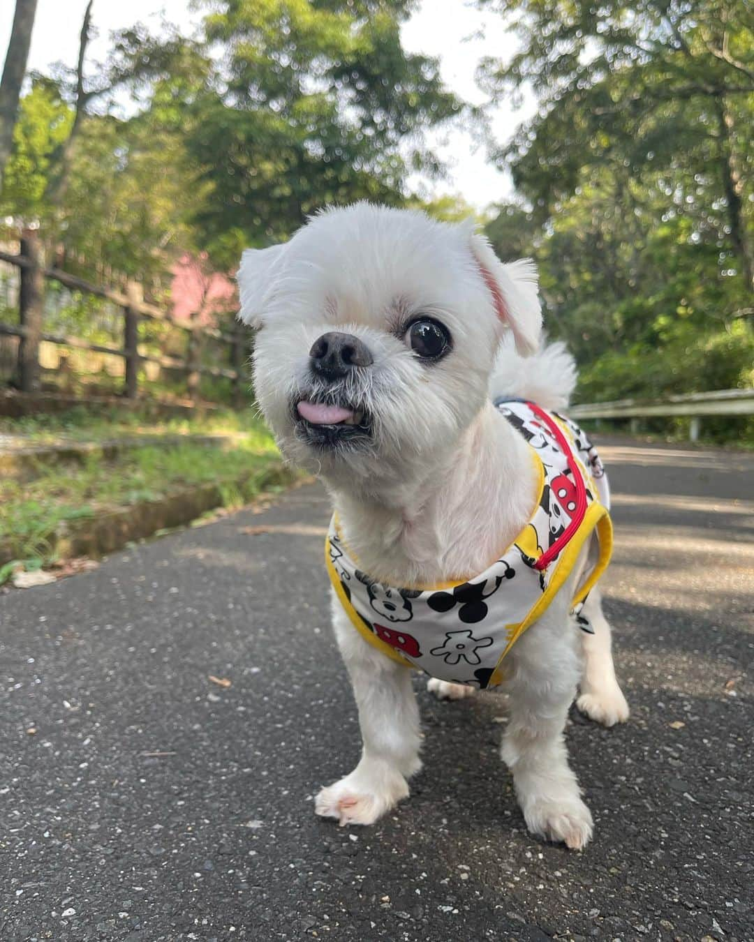 前園真聖のインスタグラム：「自然の中でリフレッシュ🌳☺️ #アンジェロ #自然 #里山」