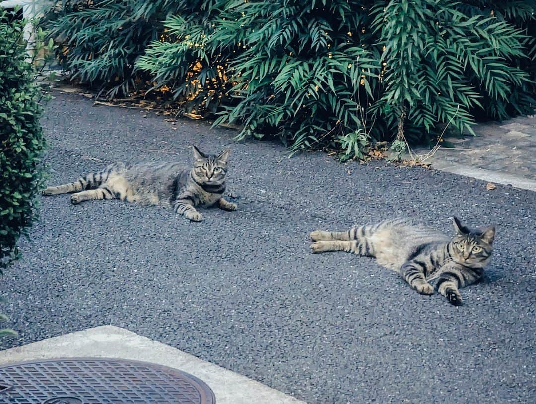 kanikapilaのインスタグラム：「上手く説明できないんですけど、なんか良かったです。（堀越）  #猫 #貓 #外猫 #自由猫 #猫写真 #ねこら部 #猫部 #猫好きさんと繋がりたい #ぼくらの居場所は言わにゃいで #僕らの居場所は言わにゃいで  #日常 #カニカピラ #kanikapila #カニスタグラム #東京 #中目黒 #デザイン事務所 #デザイン事務所の日常」