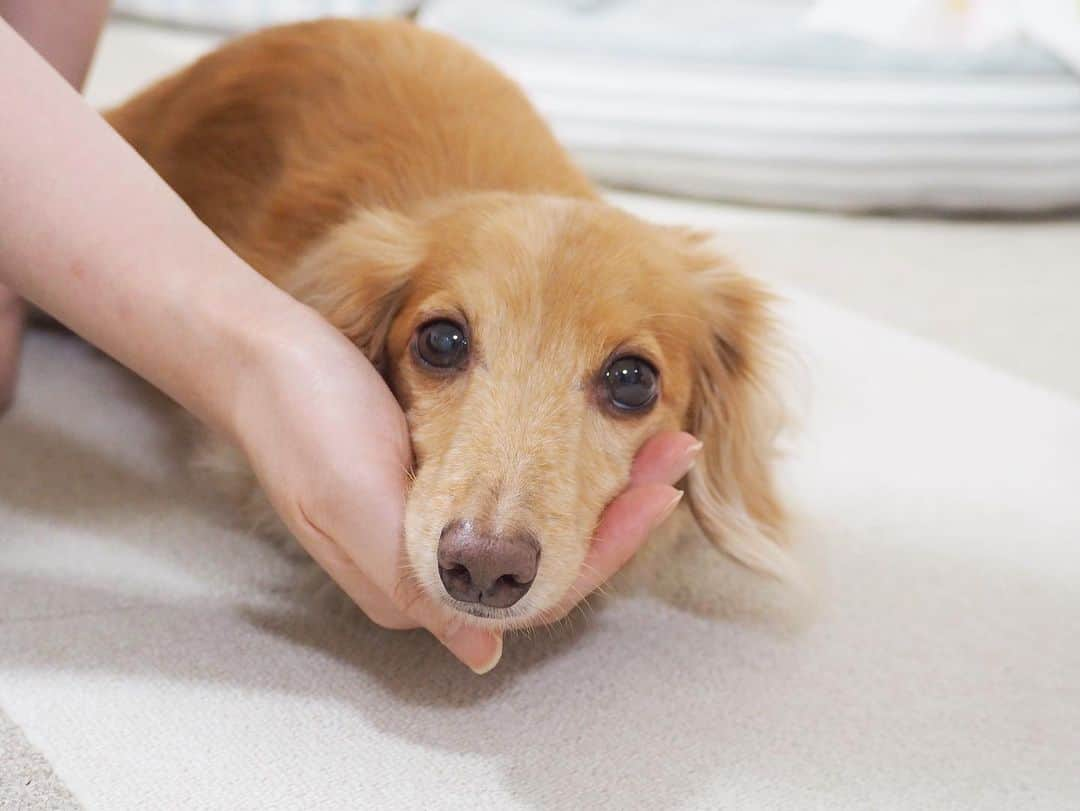 Sora Momoのインスタグラム：「手を出したらあご乗せするそら🐶🐾 ☺︎ ももは気が向かないとやってくれないから そらにお願いしたらやってくれた😊 ☺︎ ほんとは座ってやるんだけど カメラ向けると横向いちゃって😓 なんとかこっち向いてくれたと思ったら伏せてた😅 ☺︎ #手にあご乗せ #出したら乗せる#そらは気が向かなくても#やってくれる#始めは手出したらお手してた笑#あご乗せって#可愛いね#鼻にピント合ってるけどね #ダックス#ミニチュアダックス #dachshund #miniaturedachshund」