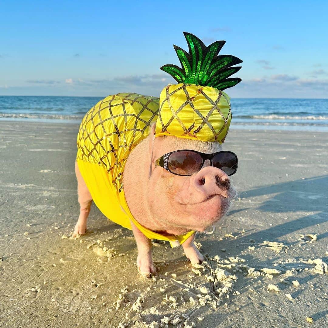 Priscilla and Poppletonのインスタグラム：「Be a PINEAPPLE! Stand tall, Wear a crown and Be sweet on the inside.🍍🐷 #PosingPosey #MondayMotivation #MadeiraBeach #PrissyandPop」