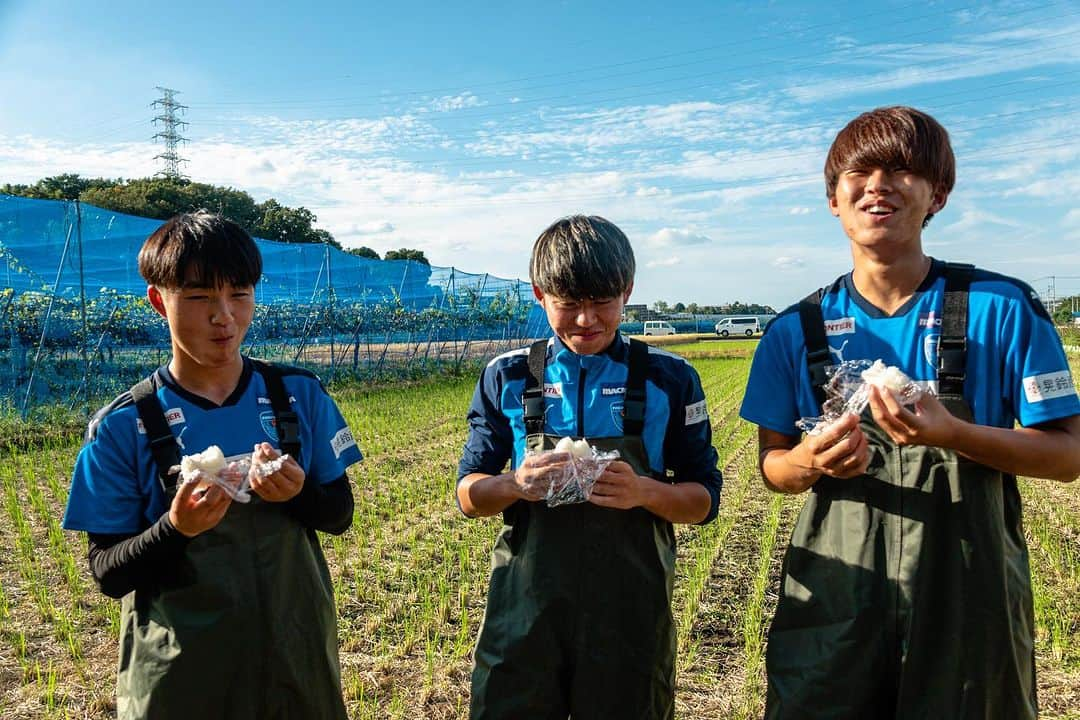 横浜FCさんのインスタグラム写真 - (横浜FCInstagram)「. 2023.9.25 mon  #横浜FCアグリプロジェクト として横浜市産のお米「ハマ米」の栽培をJA横浜、ミツハシライスのご協力のもと今シーズンも行っています。  昨日は #高塩隼生 選手 #清水悠斗 選手 #宇田光史朗 選手とCROウッチーが5月に植えた稲の収穫に青葉区にある田んぼへ。  収穫したお米は #横浜FC応援米 として販売予定です🙌  横浜FCの選手たちが作ったお米でたくさんの人たちが笑顔になることを願って✊  ぜひみなさん手にとってください🙌  ご協力いただいた関係者の皆様ありがとうございました✨  #yokohamafc #横浜FC #Jリーグ #JLEAGUE #HAMABLUE #シャレン #ホームタウン活動 #地産地消」9月26日 8時00分 - yokohamafc_official