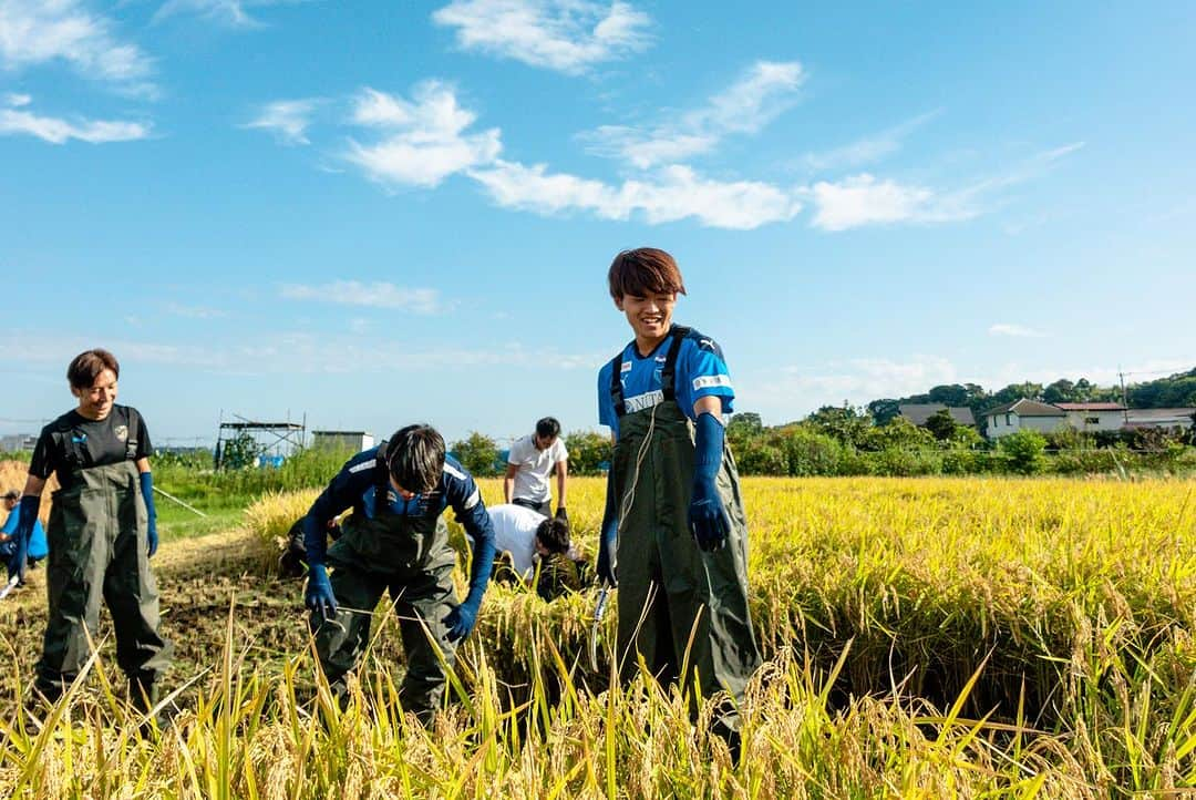 横浜FCさんのインスタグラム写真 - (横浜FCInstagram)「. 2023.9.25 mon  #横浜FCアグリプロジェクト として横浜市産のお米「ハマ米」の栽培をJA横浜、ミツハシライスのご協力のもと今シーズンも行っています。  昨日は #高塩隼生 選手 #清水悠斗 選手 #宇田光史朗 選手とCROウッチーが5月に植えた稲の収穫に青葉区にある田んぼへ。  収穫したお米は #横浜FC応援米 として販売予定です🙌  横浜FCの選手たちが作ったお米でたくさんの人たちが笑顔になることを願って✊  ぜひみなさん手にとってください🙌  ご協力いただいた関係者の皆様ありがとうございました✨  #yokohamafc #横浜FC #Jリーグ #JLEAGUE #HAMABLUE #シャレン #ホームタウン活動 #地産地消」9月26日 8時00分 - yokohamafc_official