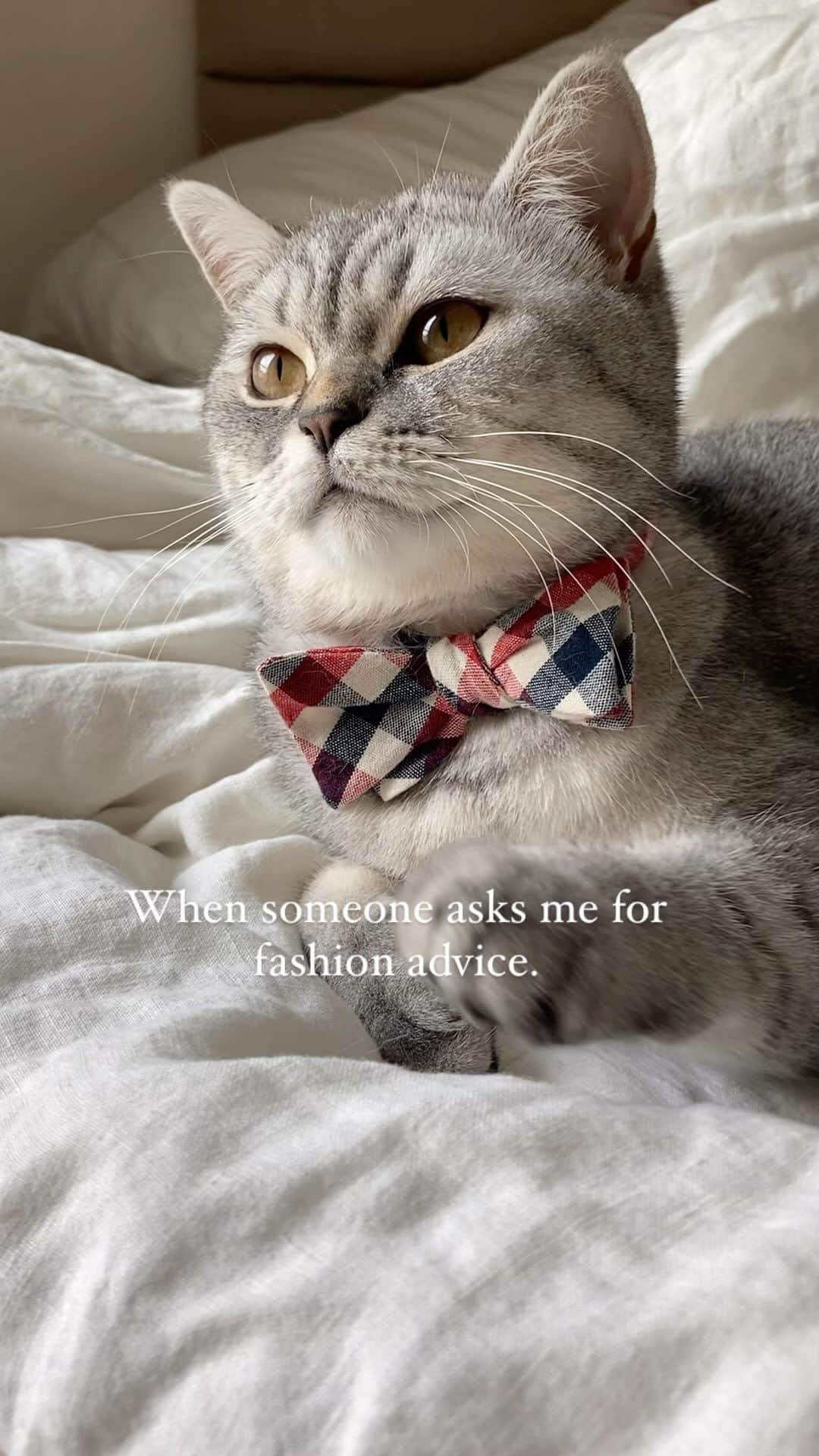 catinberlinのインスタグラム：「Tell me your fur color and I’ll tell you what to wear. 😎🙀 Shop your outfit here: catinberlin.com  #cat #catsofinstagram #cats #catstagram #katze #kitty #pets #petsofinstagram #animals #bowtiw #fashion #cute #adorable #cutecats #weeklyfluff #reel #reels #reelsinstagram #reelsvideo」