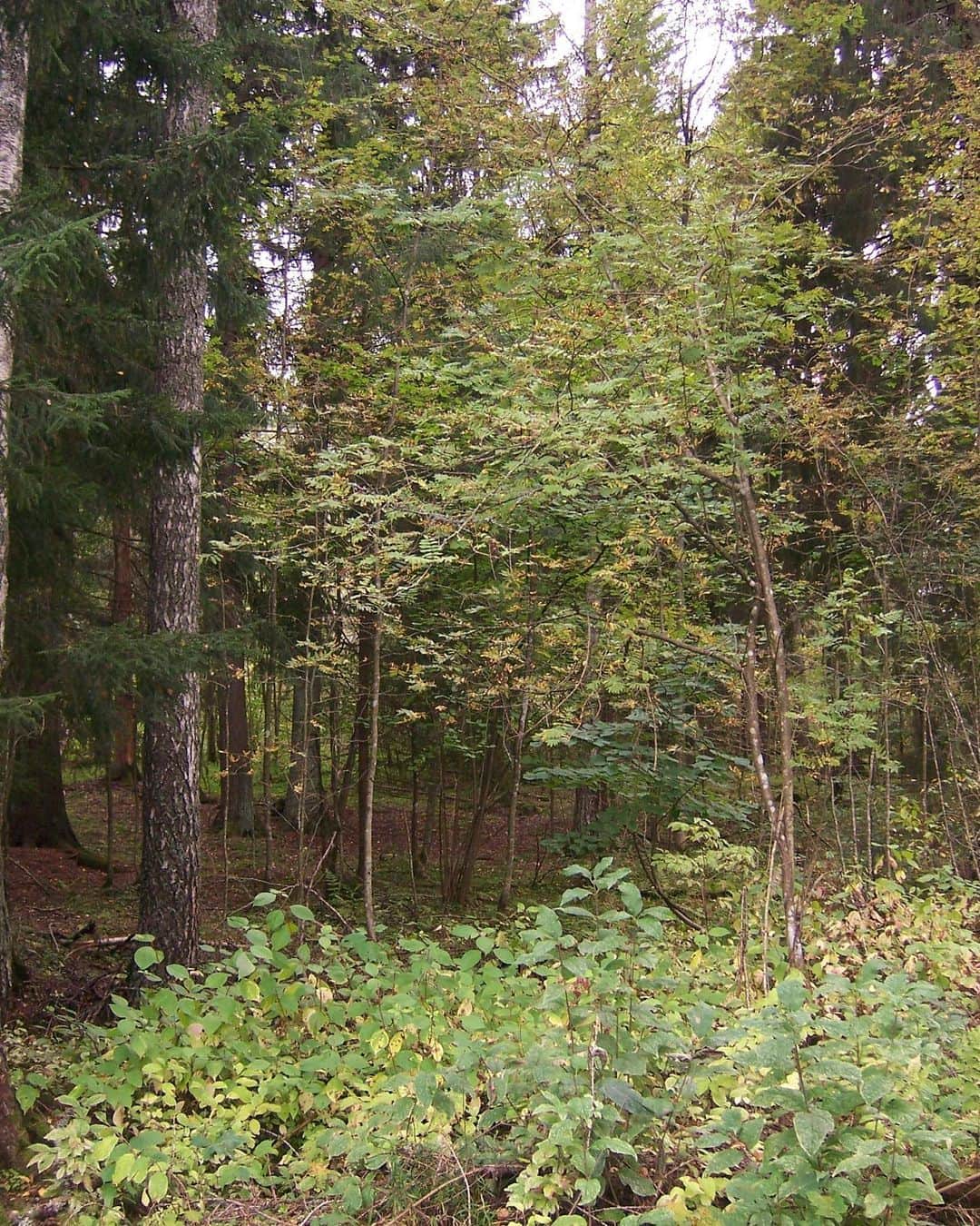 とんだ林蘭さんのインスタグラム写真 - (とんだ林蘭Instagram)「フィンランドの森できのこ狩り🍄🍄🍄超たのしかった」9月26日 0時18分 - tondabayashiran