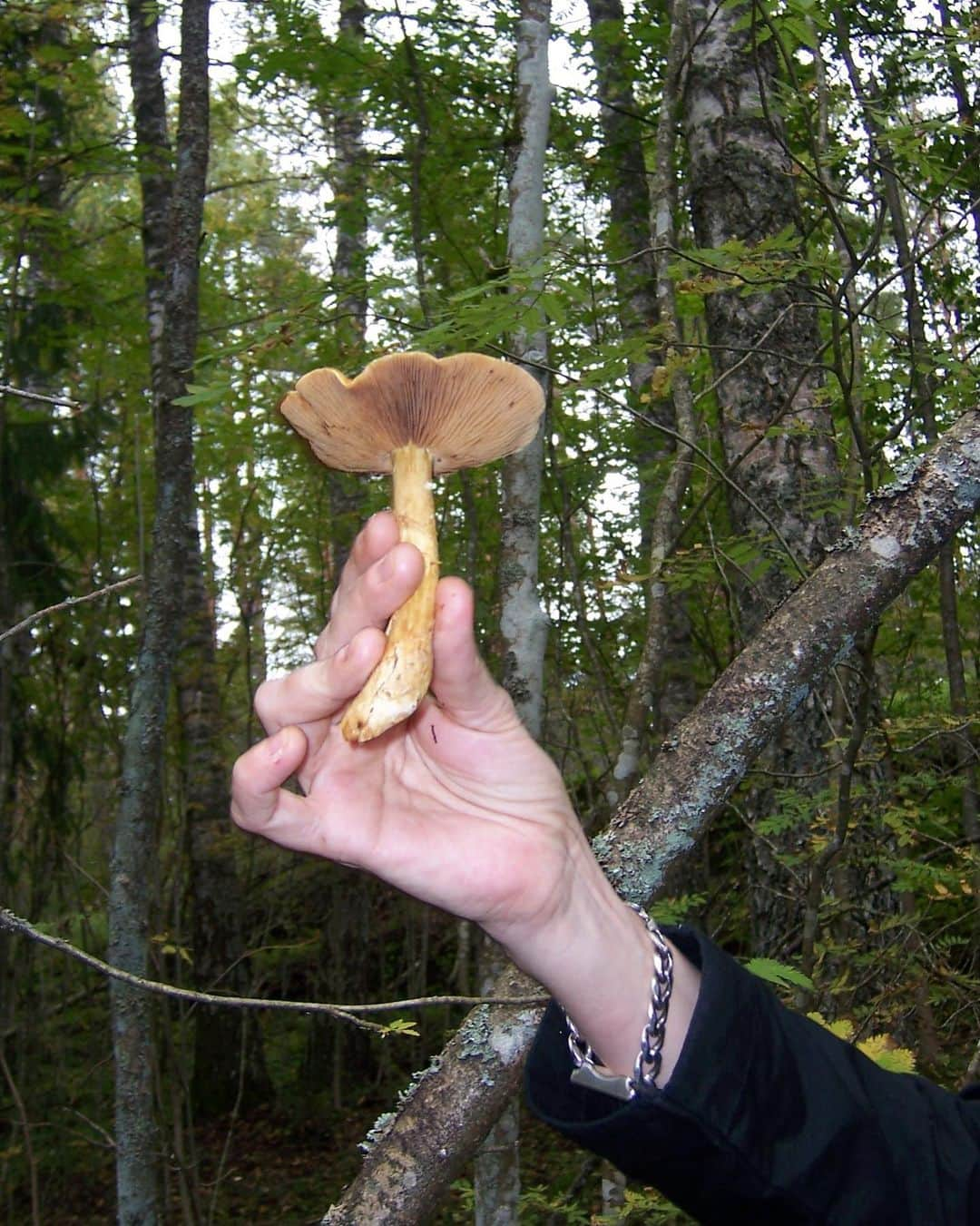 とんだ林蘭のインスタグラム：「フィンランドの森できのこ狩り🍄🍄🍄超たのしかった」