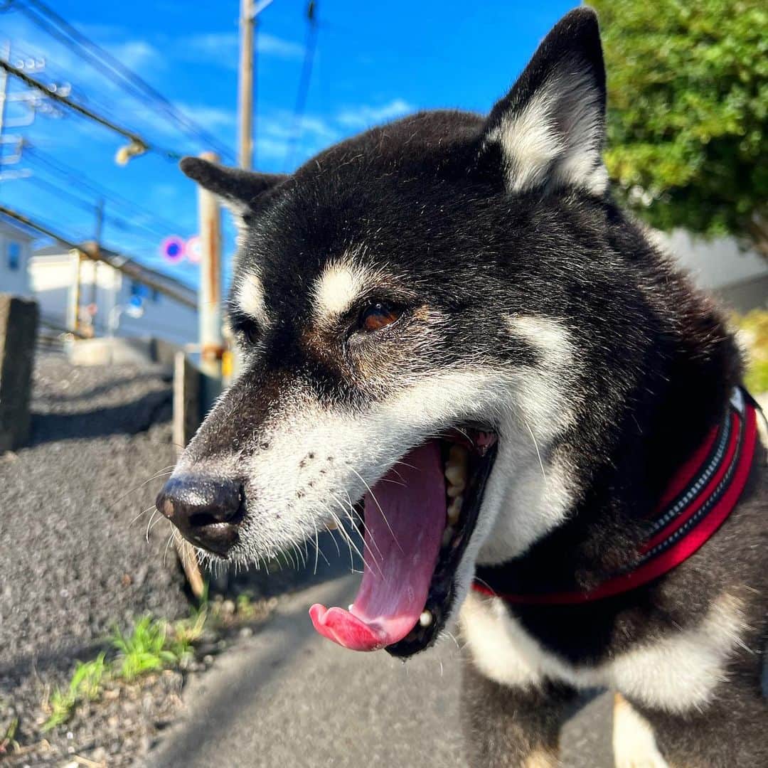 のインスタグラム：「朝は涼しいから散歩が長い。  #ししまる爺さん  #今朝まる #ししまる #dog #dogs #柴犬 #黒柴」