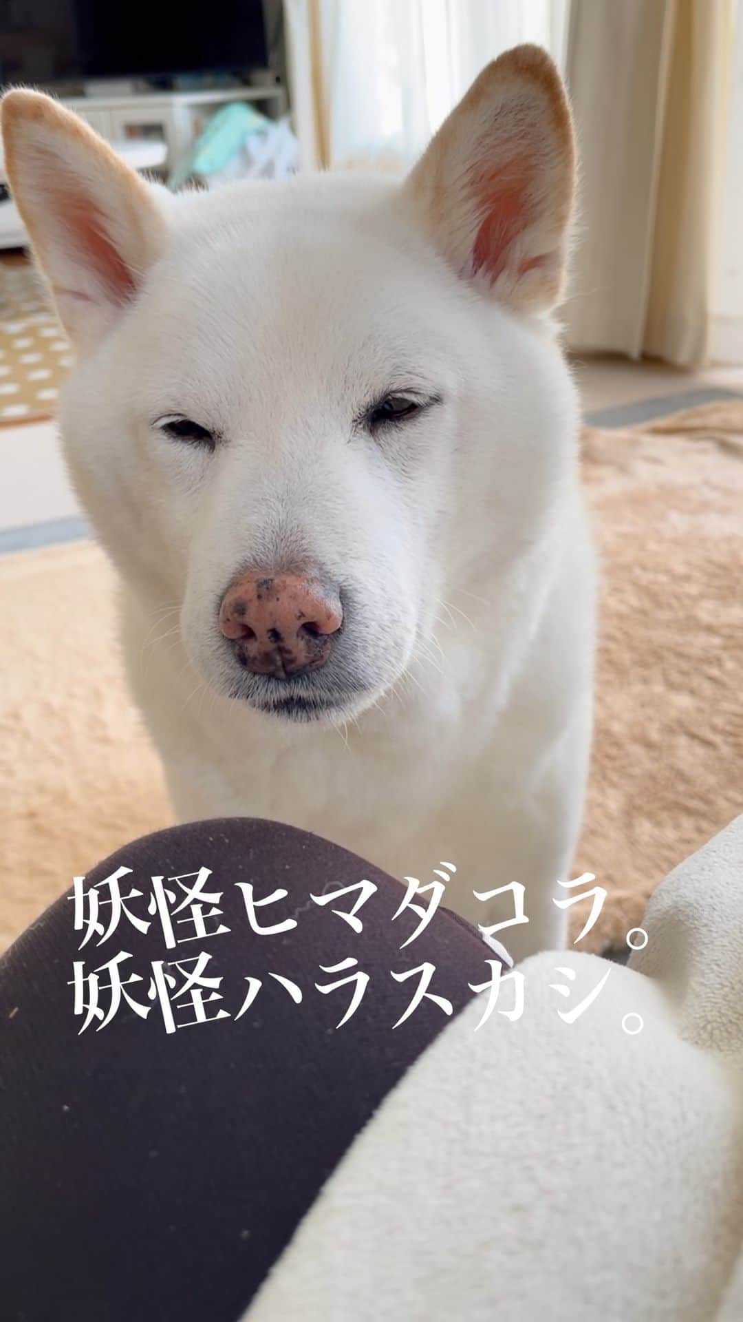 さなのインスタグラム