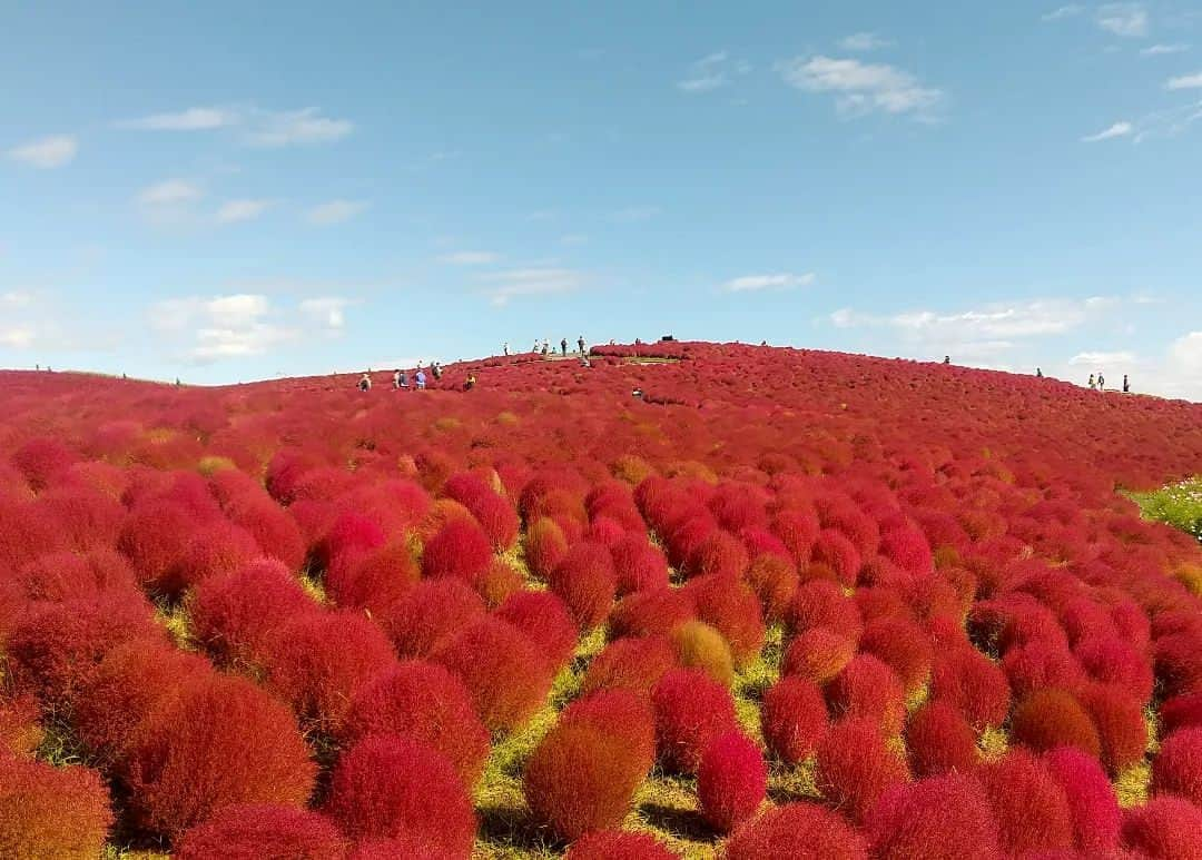 旅行比較サイト・トラベルコ 理想の旅を、いちばん安く。さんのインスタグラム写真 - (旅行比較サイト・トラベルコ 理想の旅を、いちばん安く。Instagram)「#国営ひたち海浜公園 / 茨城  もこもことした姿がかわいらしい「コキア」。10月上旬から徐々に紅葉が始まり、10月中旬になるとみはらしの丘を真っ赤に染め上げます❤  丘のふもとには赤・白・ピンクのコスモスが植えられており、タイミングが良ければ、コキアとコスモスの美しいコラボレーションが楽しめちゃいます♪  ●コキアカーニバル 期間：2023年10月1日(日)～31日(火) ※最新情報は国営ひたち海浜公園公式サイトにてご確認ください ━━━━━━━━━━━ 📍 #国営ひたち海浜公園 （茨城県ひたちなか市） ━━━━━━━━━━━ 国営ひたち海浜公園の詳しいスポット情報はこちら👇 https://www.tour.ne.jp/j_spot/126811/  Photo: @shinbata52139 さん 素敵な写真をありがとうございます💛  ********** あなたが旅先で出合った素敵な風景に #トラベルコ または #travelko をつけて投稿してみてください📷 こちらのアカウントで紹介させていただくかも！  投稿を見て「行きたい！」と思ったら保存でクリップ。 フォロー＆いいねもお願いします🌟  ********** 国内海外1500以上の旅行サイトをまとめて比較！ 旅行の最安値を探すなら「トラベルコ」  プロフィール欄のURLから早速検索🔍 @travelko_official  #コキア #みはらしの丘 #ひたち海浜公園 #紅葉 #コキアカーニバル #茨城 #ひたちなか #茨城旅行 #茨城観光 #国内旅行 #日本の絶景 #japantrip #japantravel #絶景 #フォトジェニック #ファインダー越しの私の世界 #誰かに見せたい景色 #旅行好きな人と繋がりたい #写真好きな人と繋がりたい #女子旅 #一人旅 #旅行好き #旅 #旅行 #観光 #trip #travelko #トラベルコ」9月26日 12時00分 - travelko_official