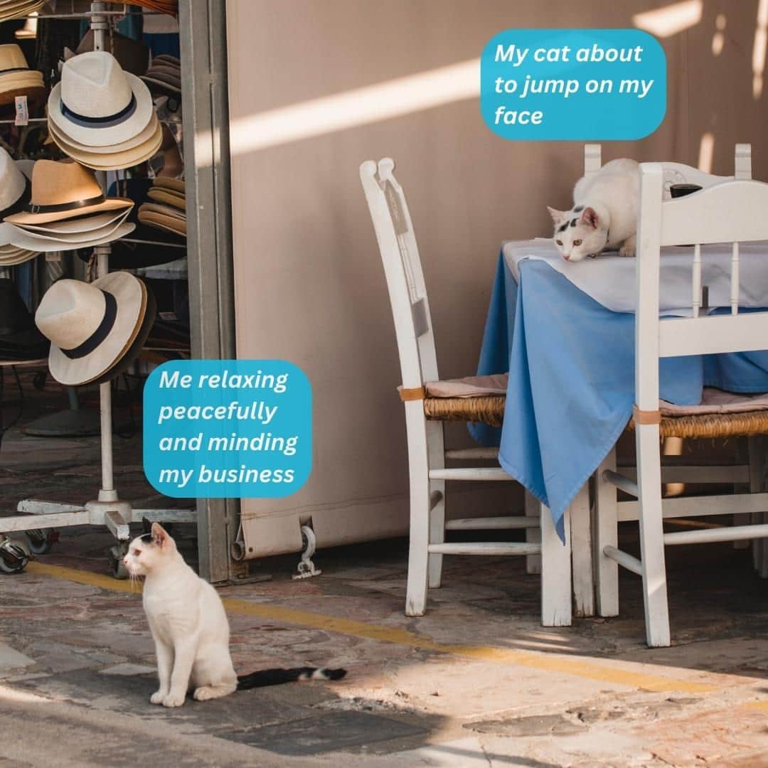 Fresh Stepのインスタグラム：「When you see your cat in pouncing stance, you know what’s about to happen next. 😸  #memes #catmemes #catlife #catparent #cats #freshstep」