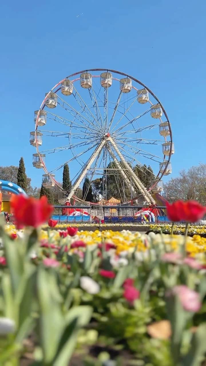 Australiaのインスタグラム：「You’re a bloomin’ delight @visitcanberra! 🌷😍 Until 15 October, #Australia’s capital city will play host to @floriade_australia, a celebration of all things spring, flowers, food and art. The 2023 theme 🌸 Floral Wonderland 🌸 invites visitors to explore the magical charm of over ONE MILLION blooms! NightFest, Floriade’s dark side, returns for four captivating nights (28 Sept - 1 Oct), with an exciting lineup of live entertainment and stunning horticultural illuminations as soon as the sun goes down.   🎥: @visitcanberra  📍: Commonwealth Park, @visitcanberra   #SeeAustralia #ComeAndSayGday #VisitCanberra #WeAreCBR #FloriadeAustralia  ID: a video montage of Canberra’s Floraide festival featuring colourful blooming flowers, a ferris wheel and other festivities.」