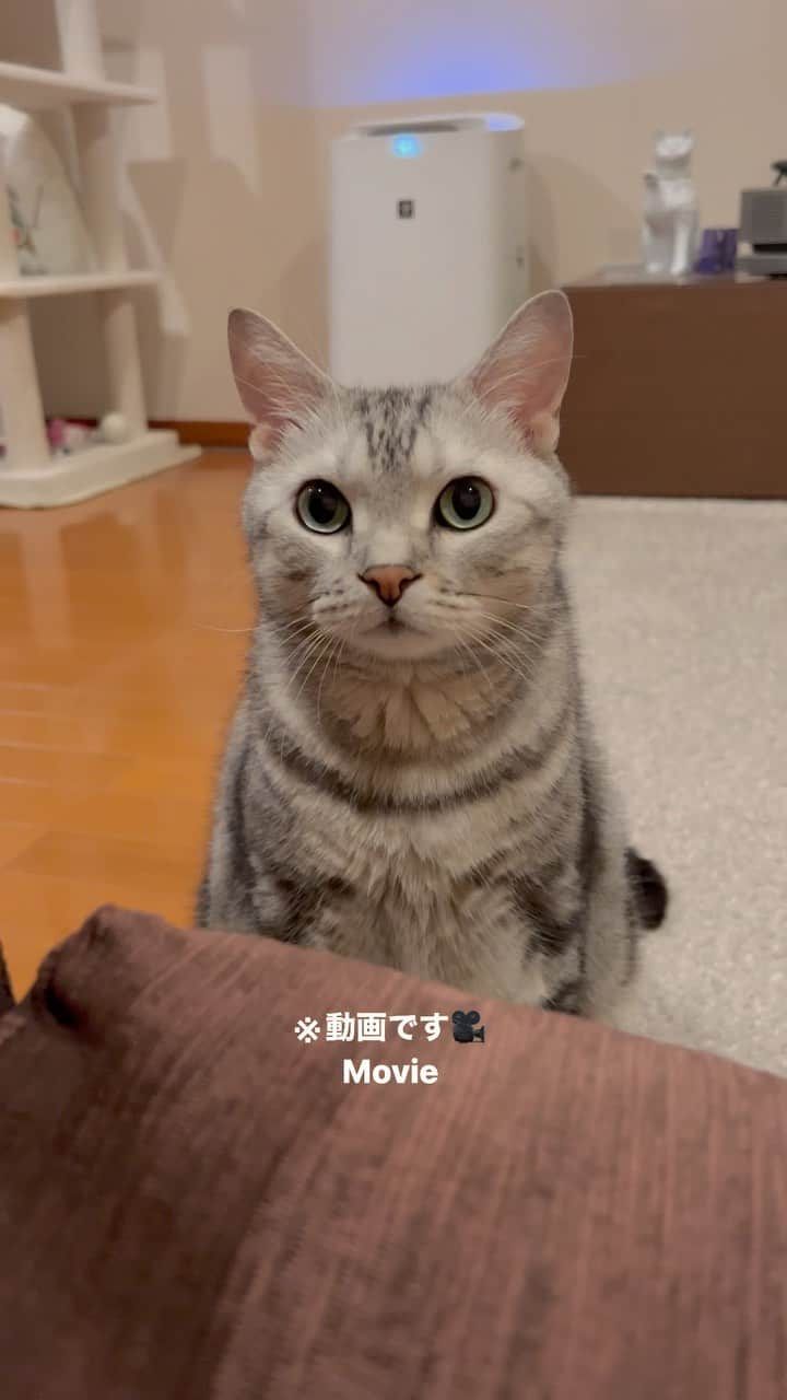 Alain アランのインスタグラム：「Good morning!Bonjour! Mom, I have a serious request. Can you come and watch me eat? * おはようございますにゃん! ママ、僕の真剣なお願いです。僕がご飯を食べるところを見に来てください。  #catstagram #cat_features  #topcatphoto #cutepetclub #catsofinstagram #cats_of_world #excellent_cats #catstocker  #bestmeow #bestcats_oftheworld #INSTACAT_MEOWS #peco #animalsco #mofmo #みんねこ #ふわもこ部 #ねこのきもち #アメショー #猫好きさんとつながりたい #nekoclub #にゃんグラム #アメショ#アメショシルバータビー」